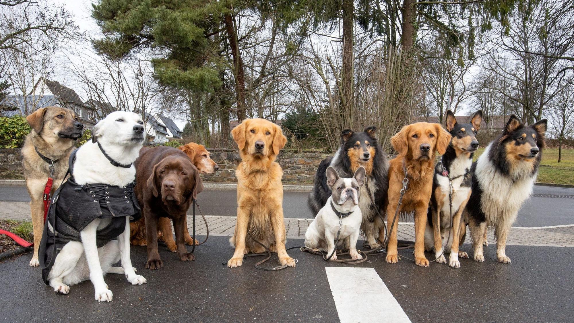 Zehn Hunde sitzen nebeneinander und schauen in die Kamera.