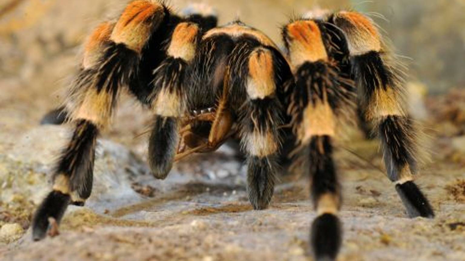 Eine Vogelspinne.