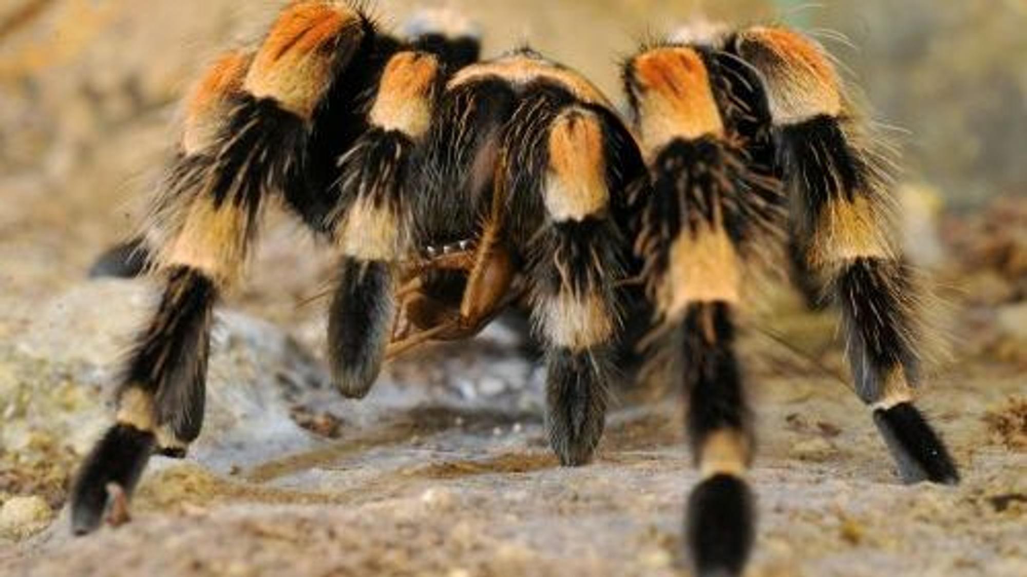 Eine Vogelspinne.