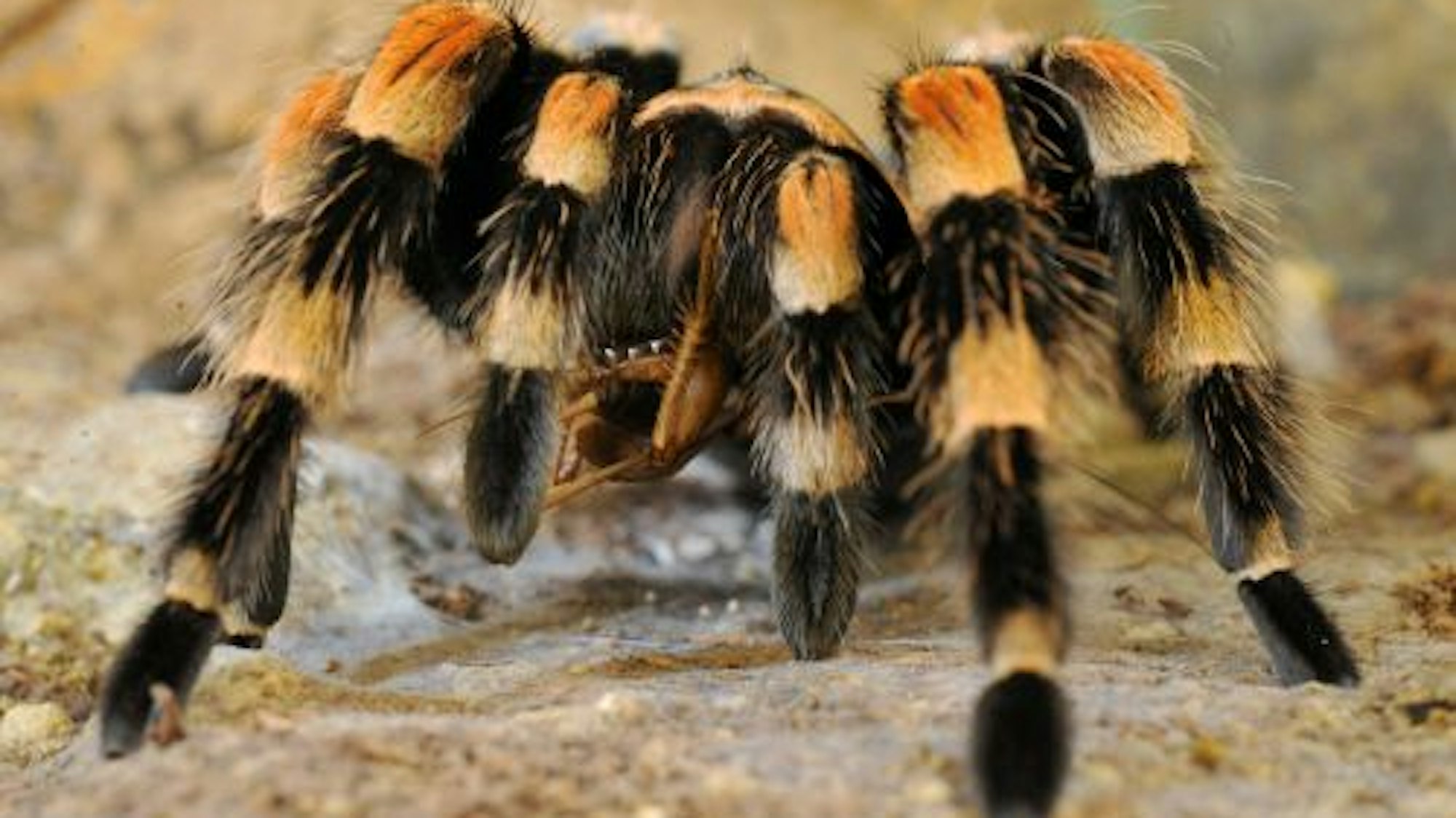 Eine Vogelspinne.