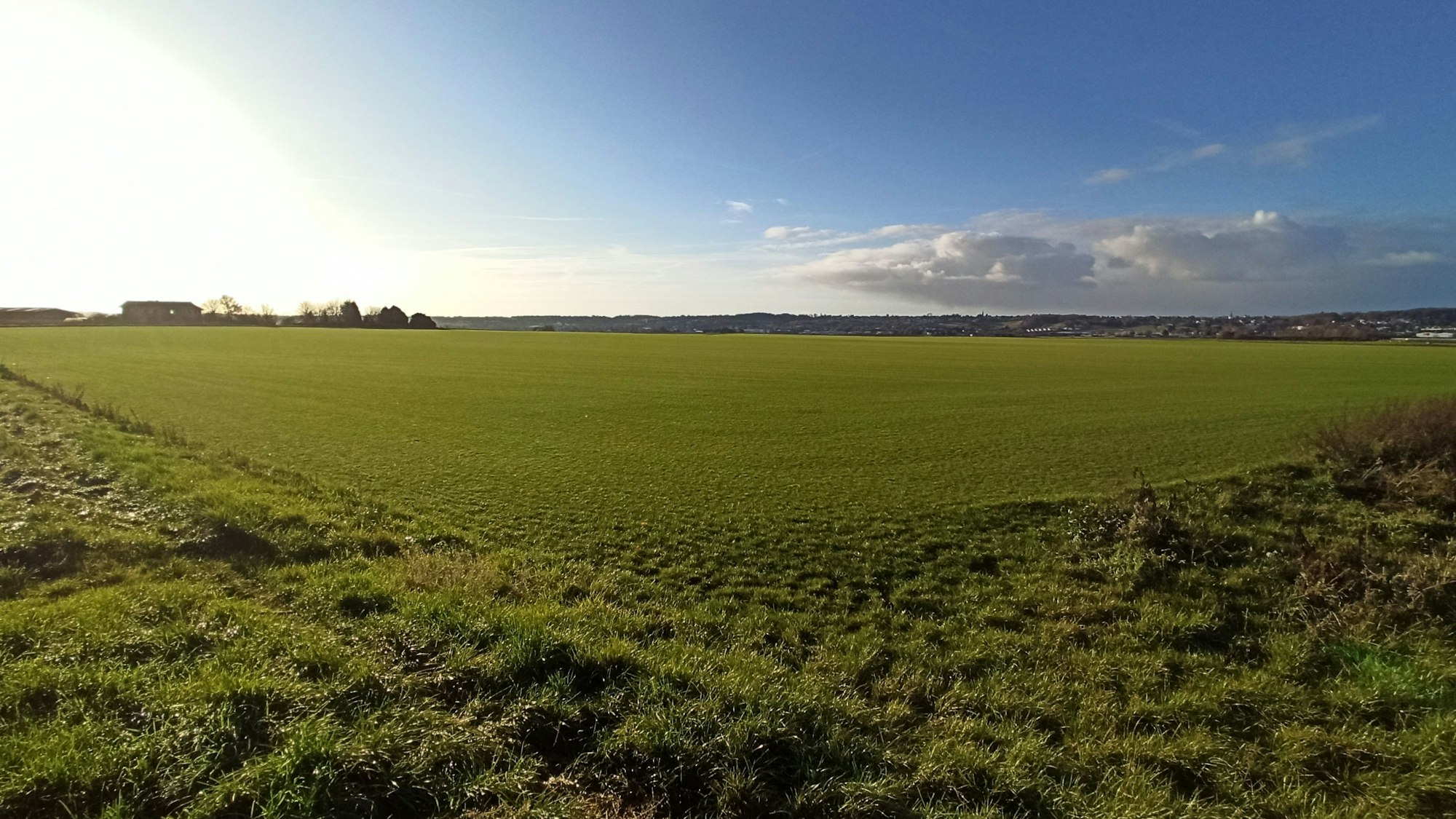 Große grüne Rollrasenfläche im Bornheimer Ortsteil Sechtem.