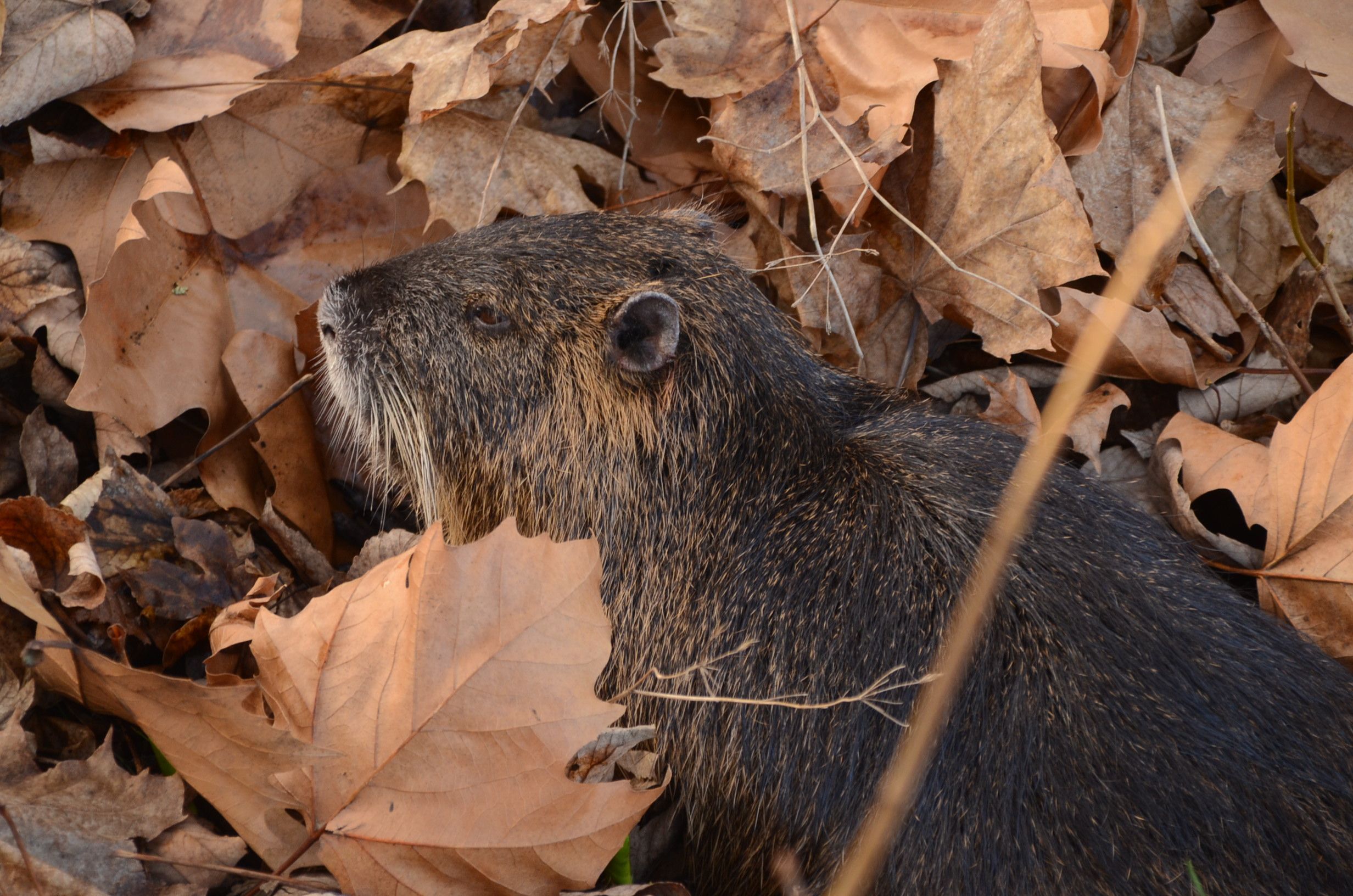 Ein verletztes Nutria liegt in einer Böschung.