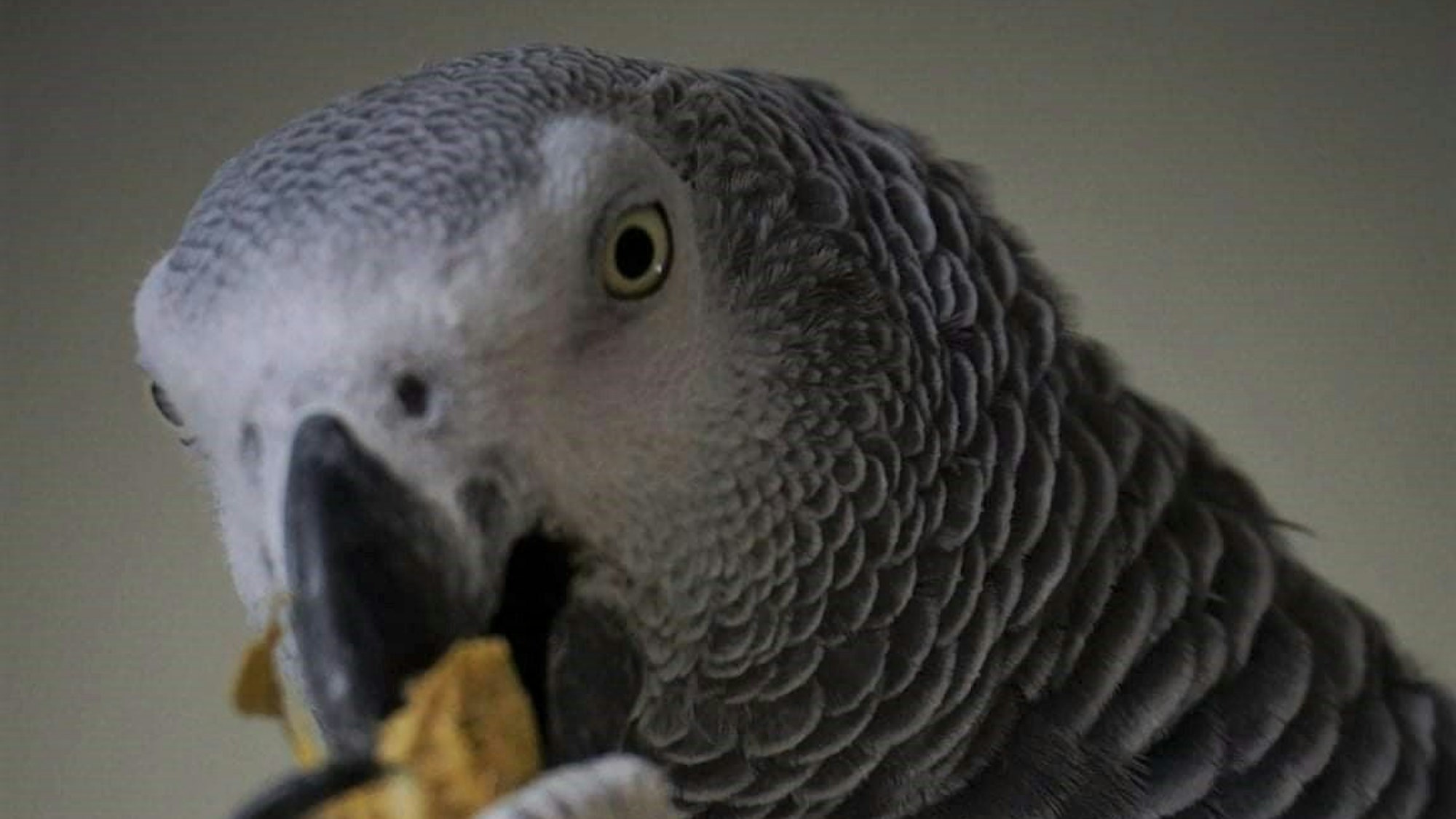 Freddy, ein Papagei aus Hürth, vertrieb Einbrecher aus einer Wohnung als er laut Hallo rief.