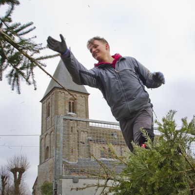 Wipperfeld, ehemaliger Lindenhof, Freiwilliger wirft Weihnachtsbaum in Schredderer.