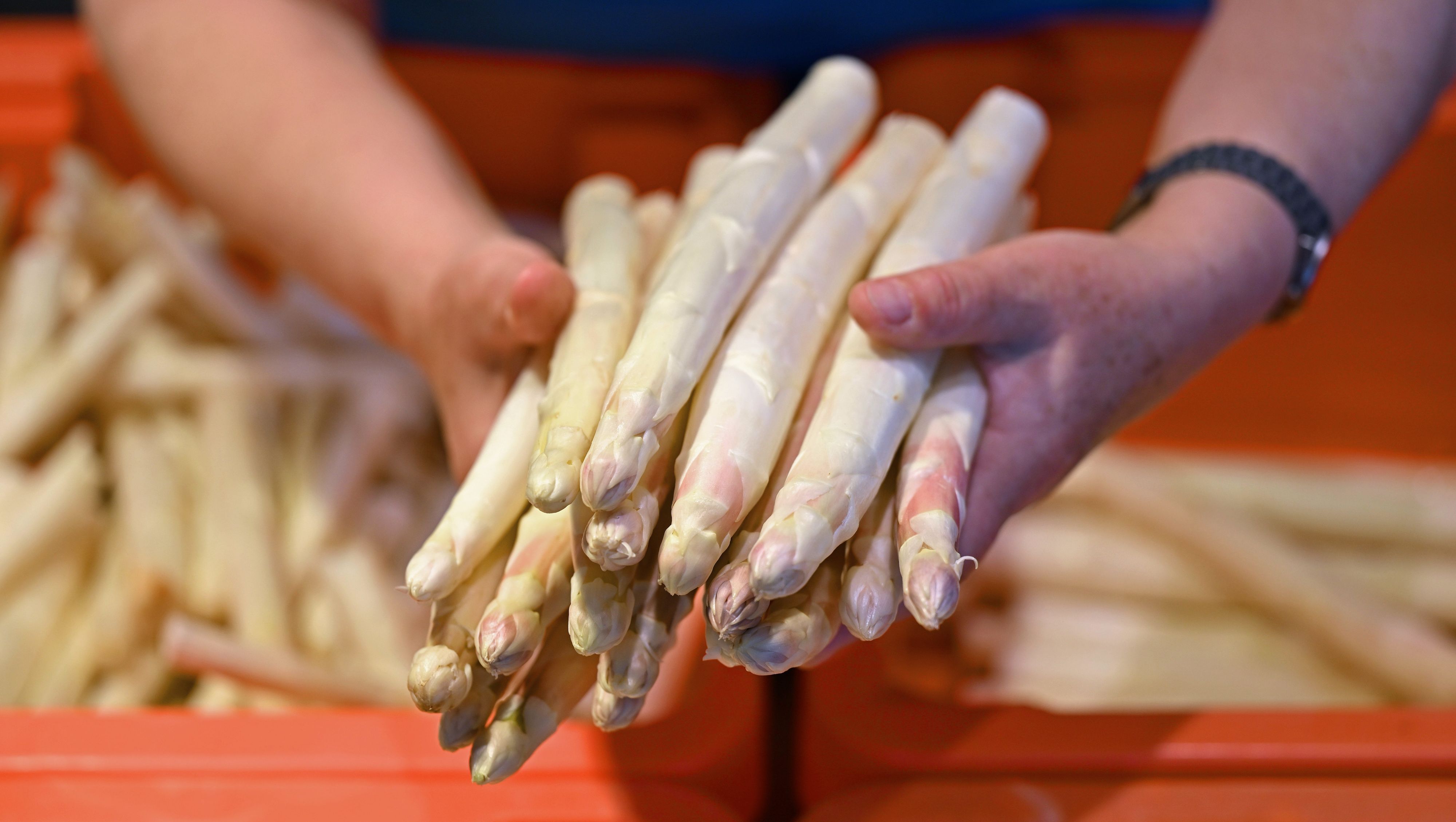 Frischer Spargel wird in einem Hofladen präsentiert.