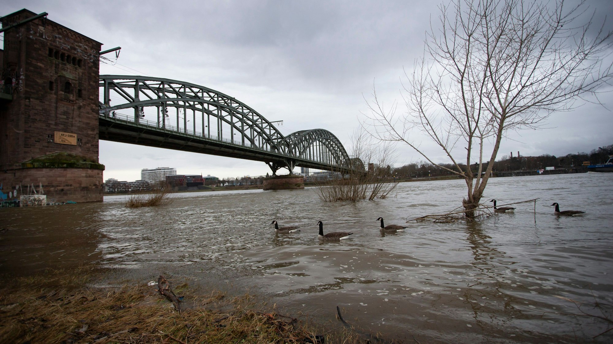 Rheinhochwasser im Januar an der Südbrücke (Archivbild).