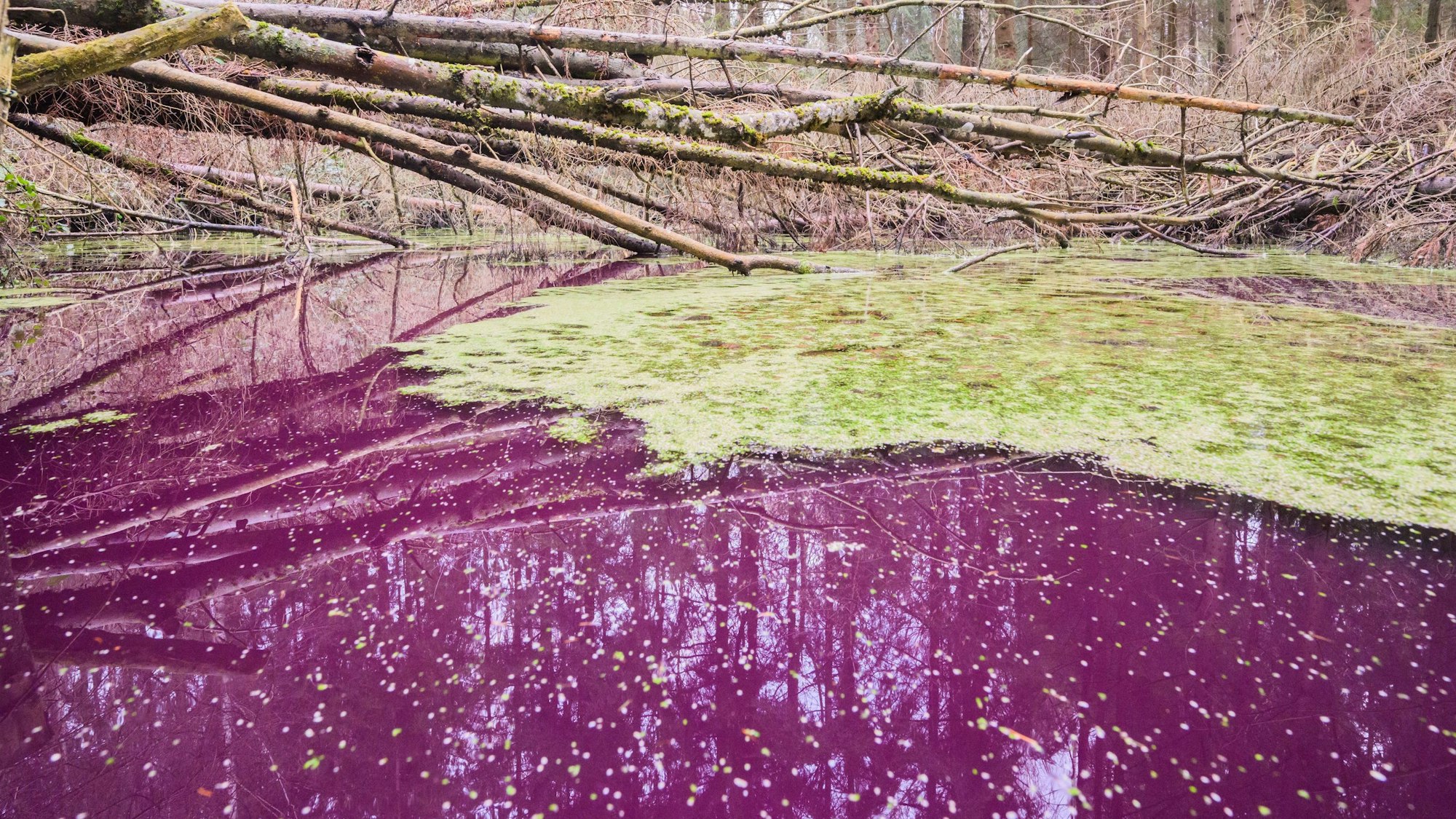 Ein kleiner Teich im Hildesheimer Wald bei Sibbesse schimmert ungewöhnlich purpur. Wissenschaftler wundern sich über die außergewöhnliche Färbung des Sees.