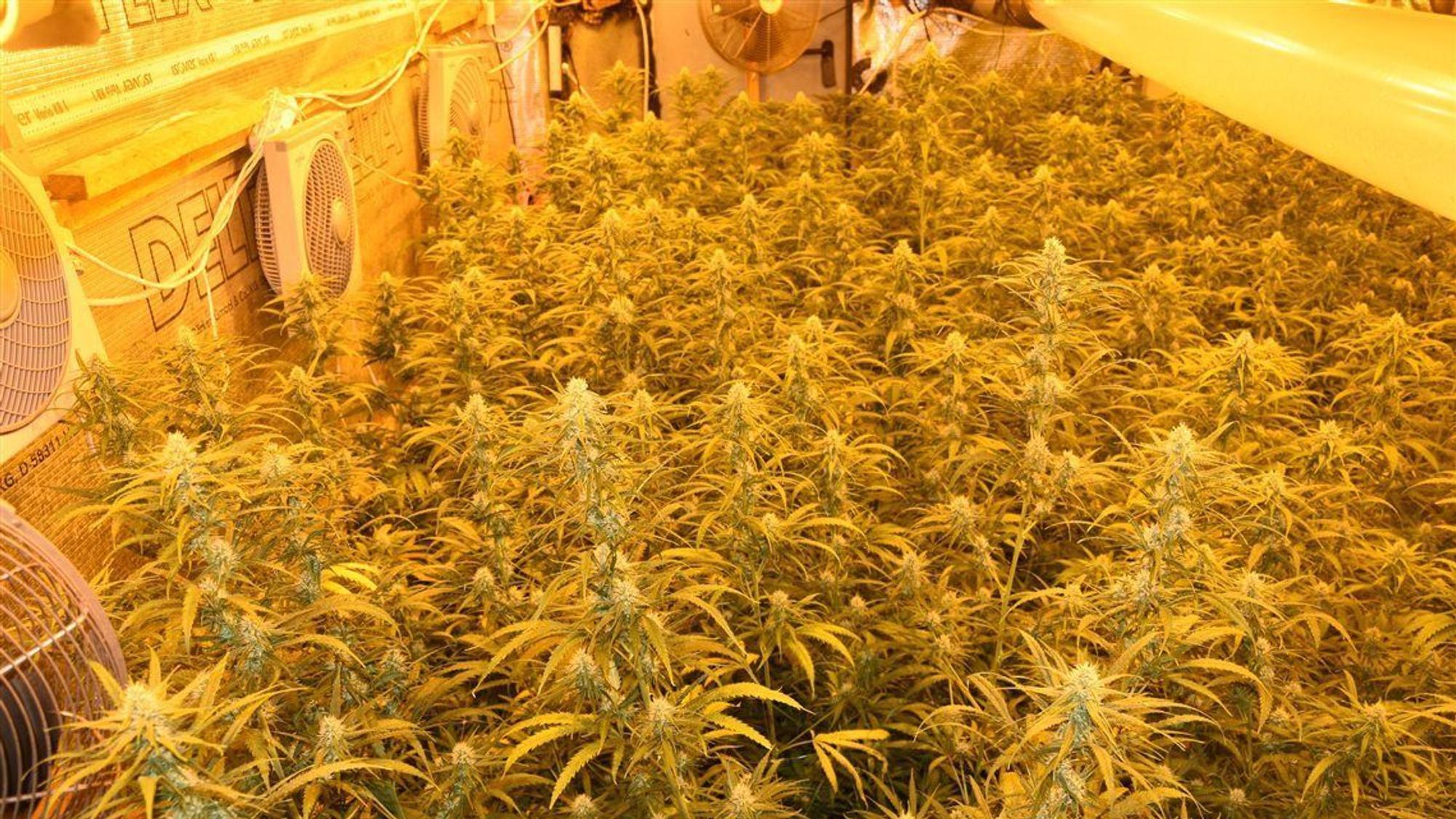 Cannabis-Pflanzen wachsen dicht an dicht in einer Plantage, an den Wänden hängen Ventilatoren, Schläuche und Kabel. Das Licht ist gelb.