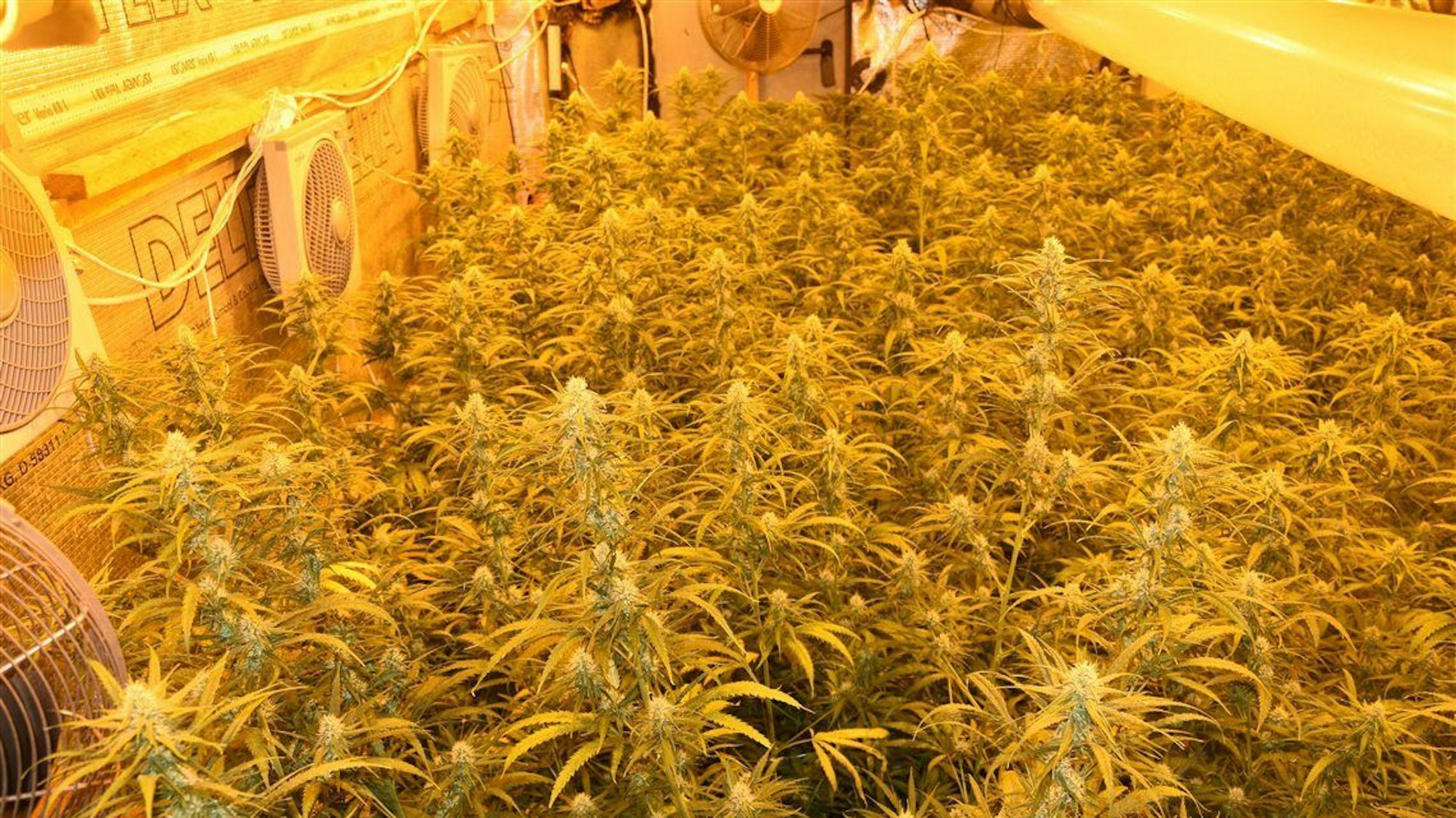 Cannabis-Pflanzen wachsen dicht an dicht in einer Plantage, an den Wänden hängen Ventilatoren, Schläuche und Kabel. Das Licht ist gelb.