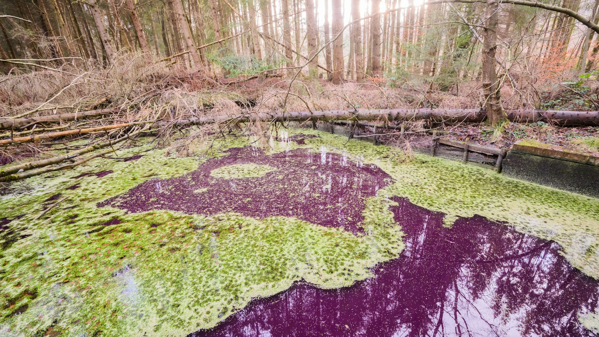 Ein kleiner Teich im Hildesheimer Wald bei Sibbesse schimmert ungewöhnlich purpur. Wissenschaftler wundern sich über die außergewöhnliche Färbung des Sees.