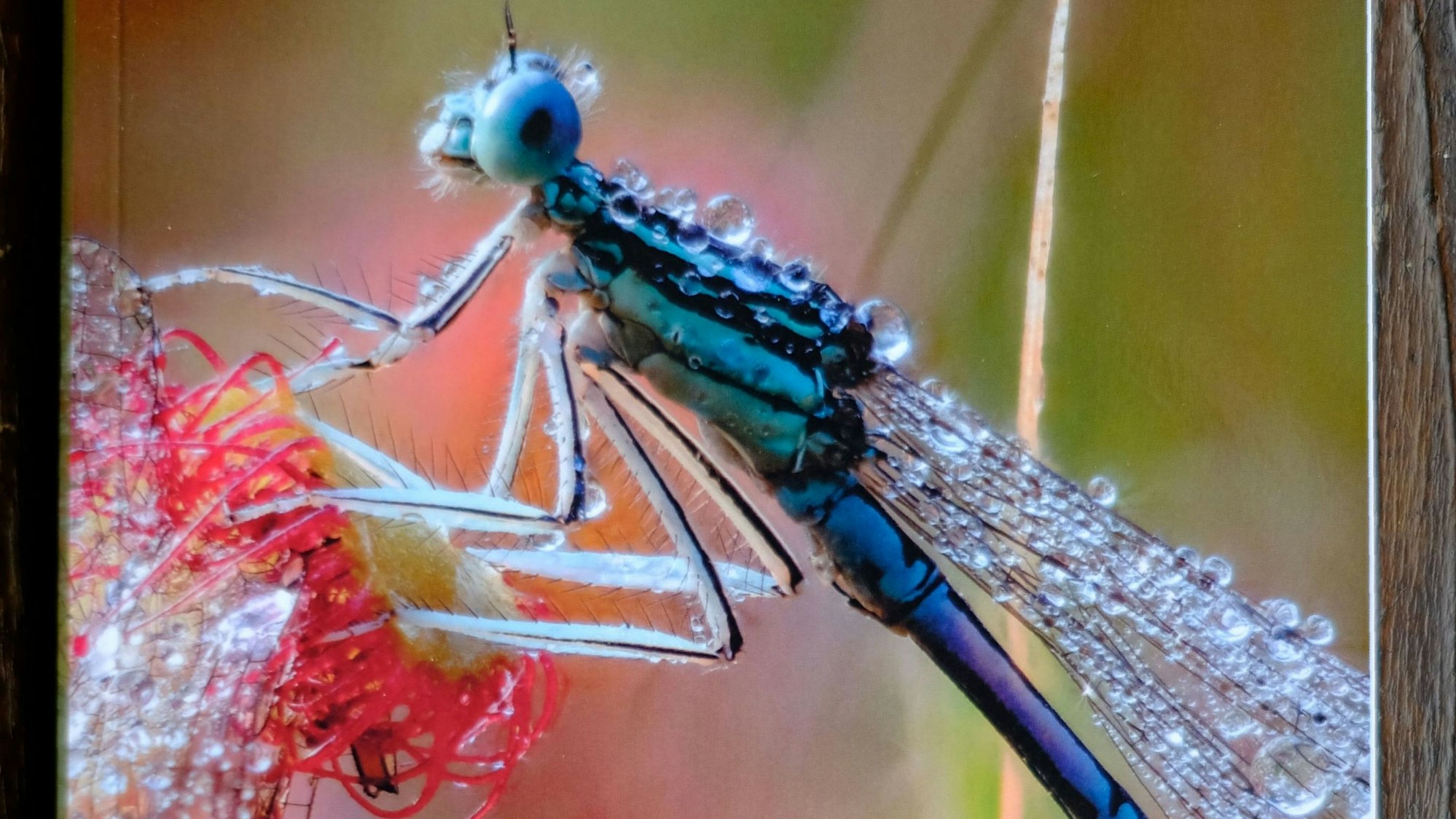 Auf dem Cover ist ein Libellen-ähnliches Insekt zu sehen, welches auf einer Blume sitzt.