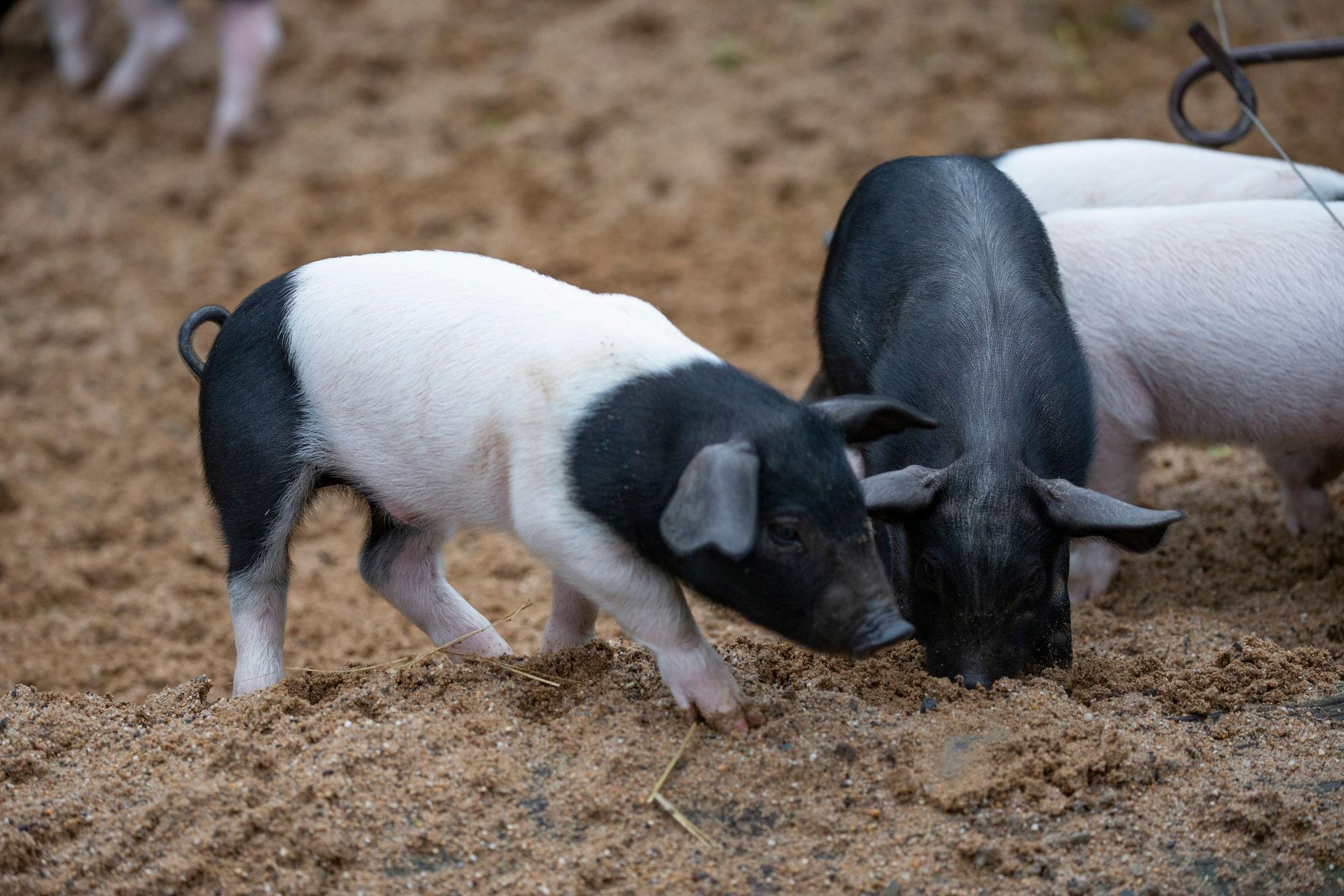 Hier ist eines der komplett schwarzen Schweinchen zu sehen.