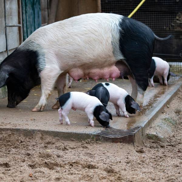 12.01.2023
Köln, NRW
Zehn Schwäbisch-Hällische Ferkel im Kölner Zoo geboren.