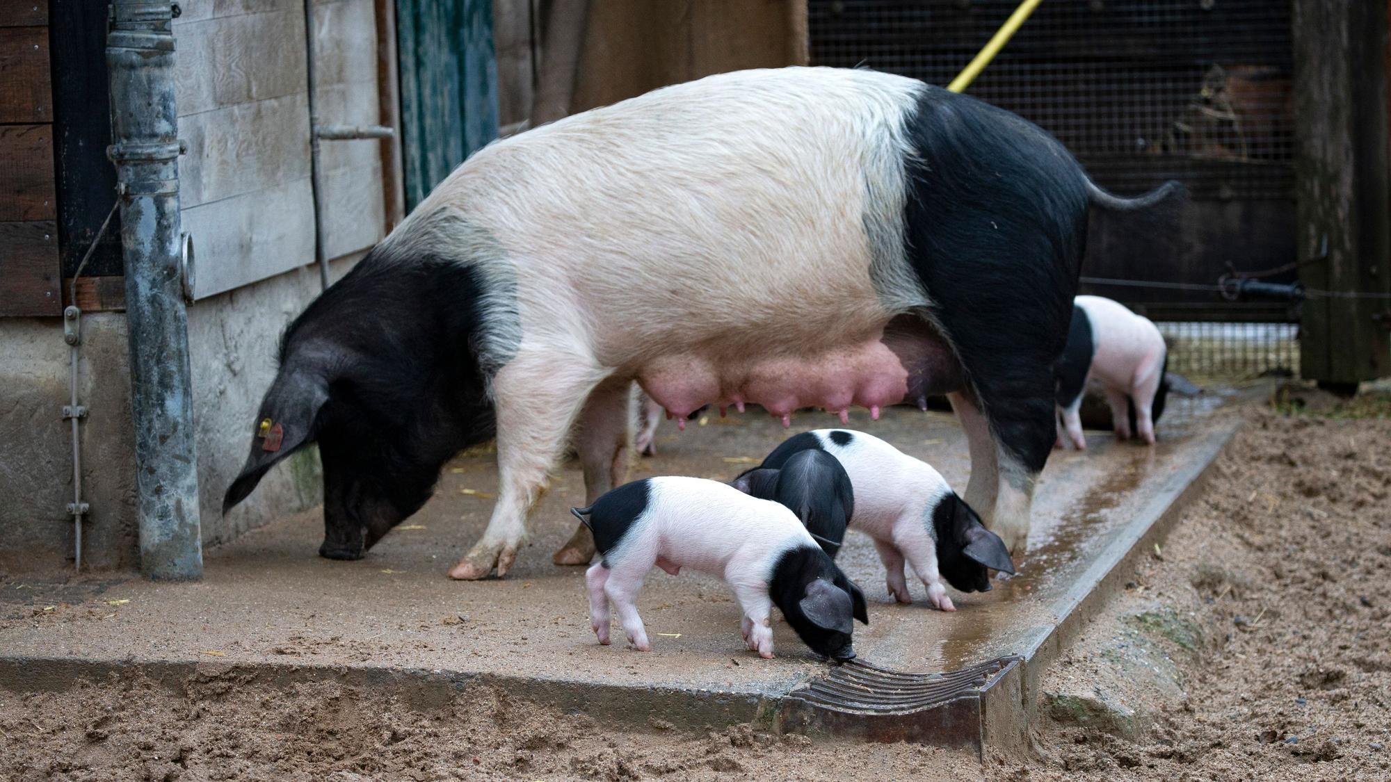 12.01.2023
Köln, NRW
Zehn Schwäbisch-Hällische Ferkel im Kölner Zoo geboren.