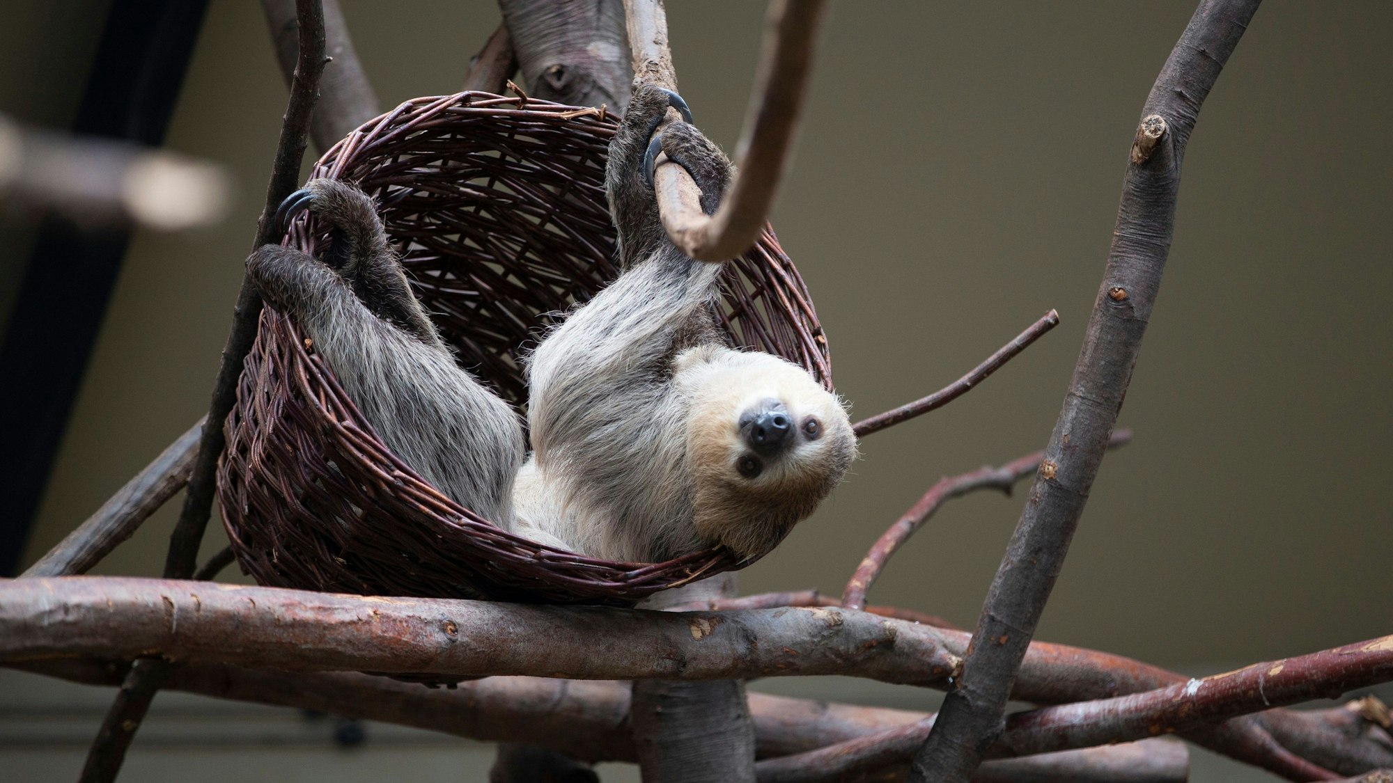 Ein Faultier hängt an einem Ast.