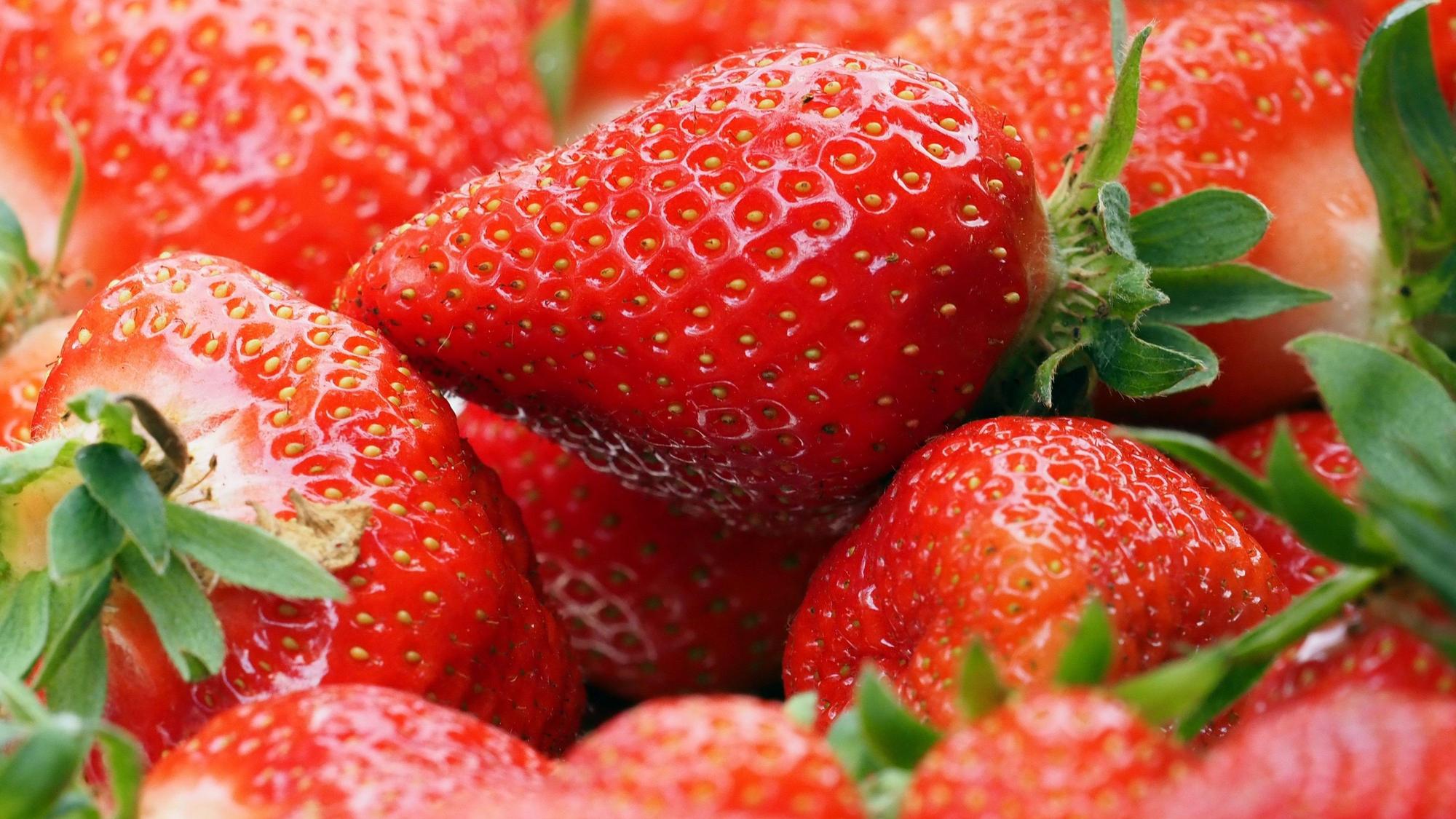 Ein Korb frisch gepflückte Erdbeeren.