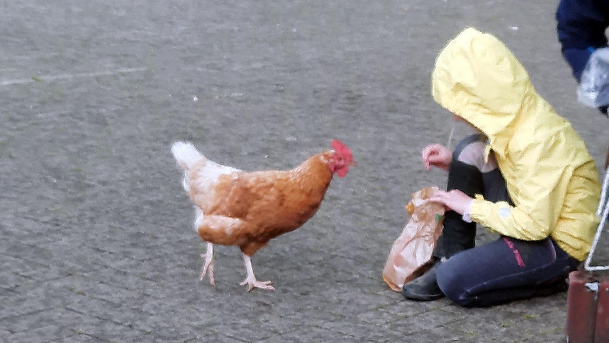 Huhn Helga, Backstubenhuhn der Bergisch Gladbacher Mühlenbäckerei, steht vor einem Kind in gelber Jacke.