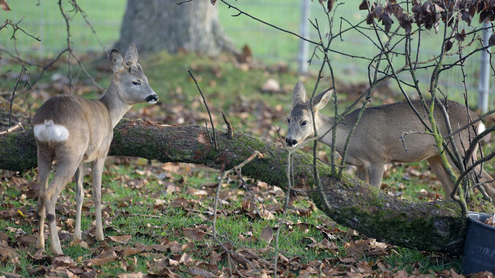 Zu sehen sind zwei Rehkitze, die an einem umgestürzten Eichenast knabbern.