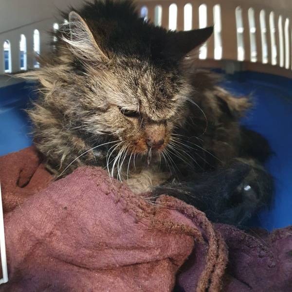 Das Foto zeigt die Katze Monday in einem Transportkäfig.