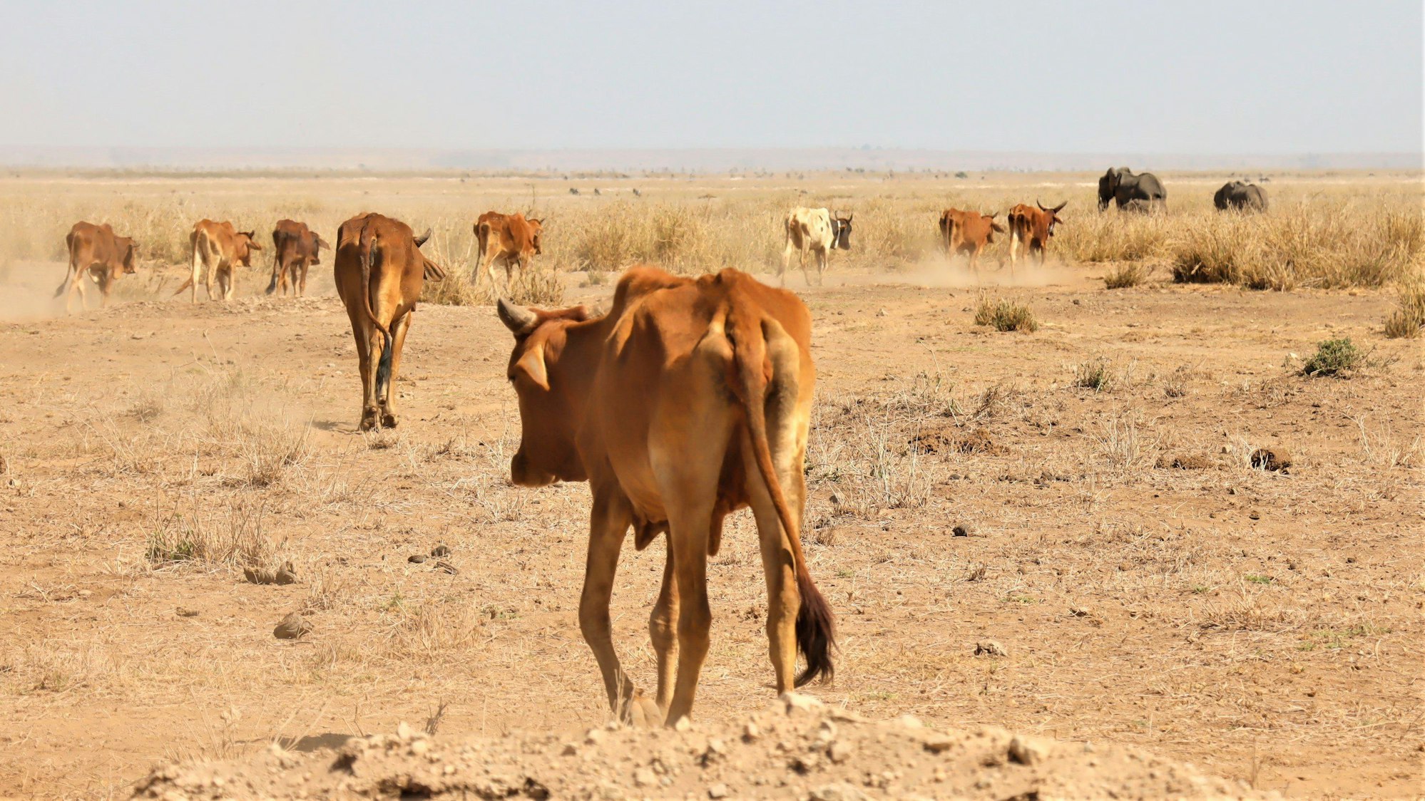 Vieh und Elefanten auf der Suche nach Weideland im Amboseli-Nationalpark.