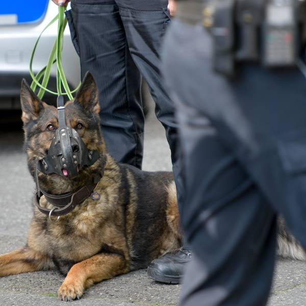 Ein Polizeihund bei einem Einsatz