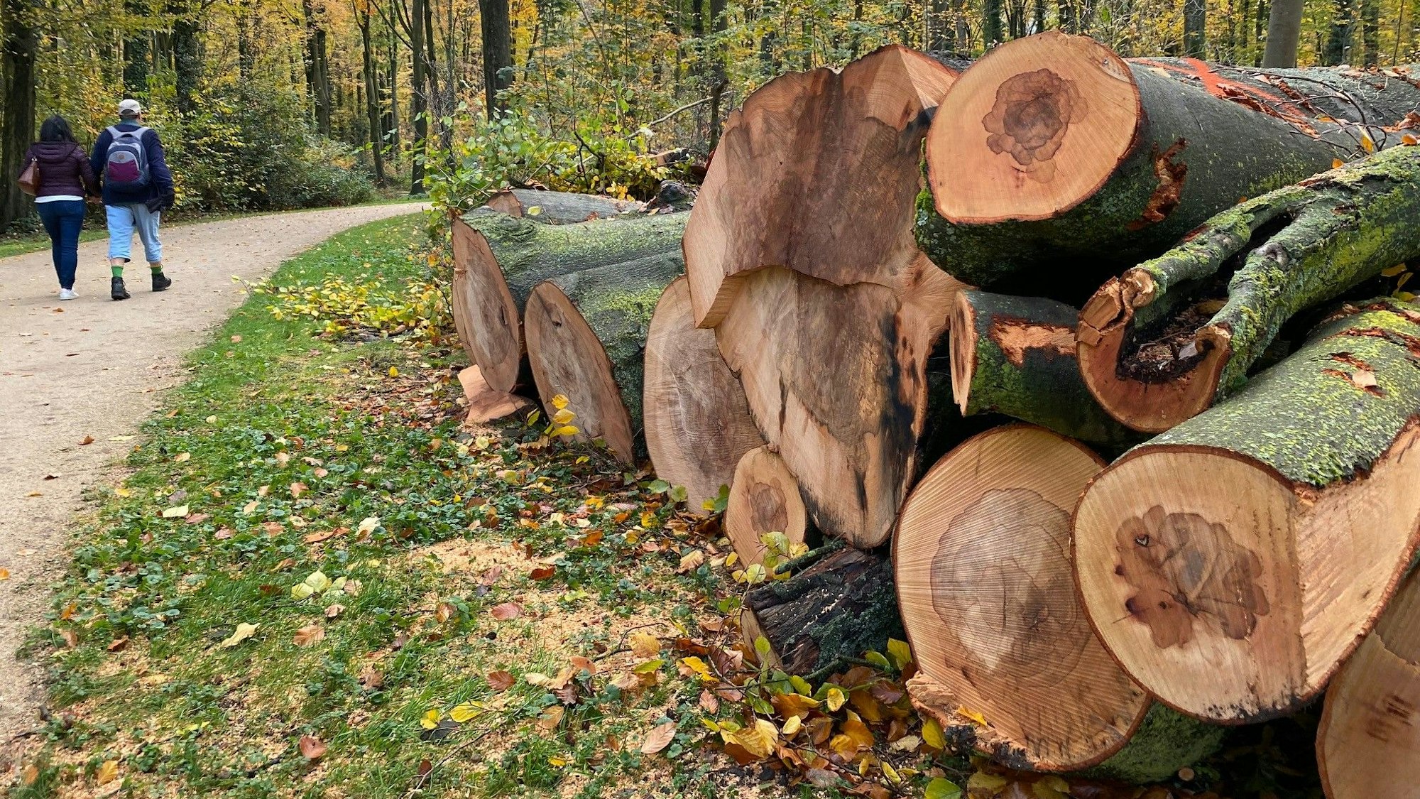 Baumstämme sind an vielen Stellen im Brühler Schlosspark zu sehen. Kranke Bäume mussten gefällt werden.