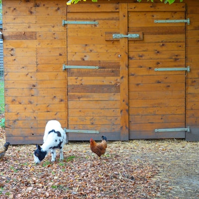Ein Hund gesellt sich im Tierpark in Quadrath-Ichendorf zu zwei Ziegen.