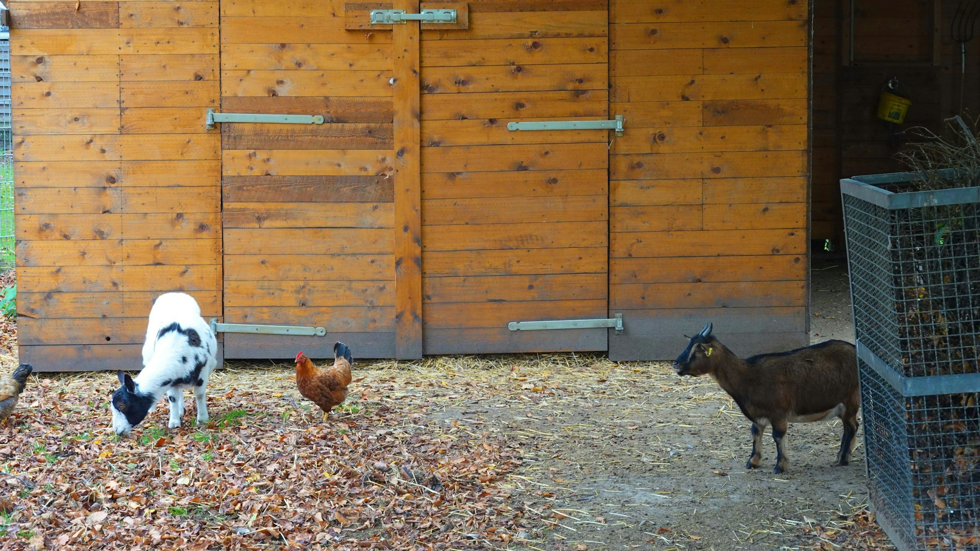 Ein Hund gesellt sich im Tierpark in Quadrath-Ichendorf zu zwei Ziegen.