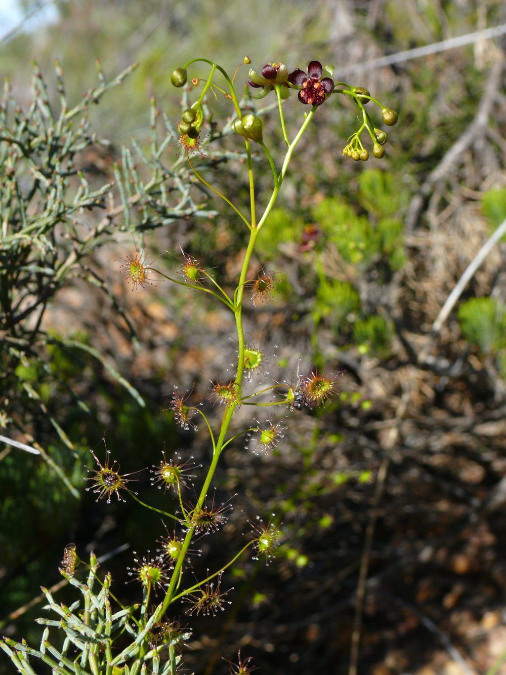 Die neue entdeckte fleischfressende Pflanze Drosera atrata (Schwarzer Sonnentau)