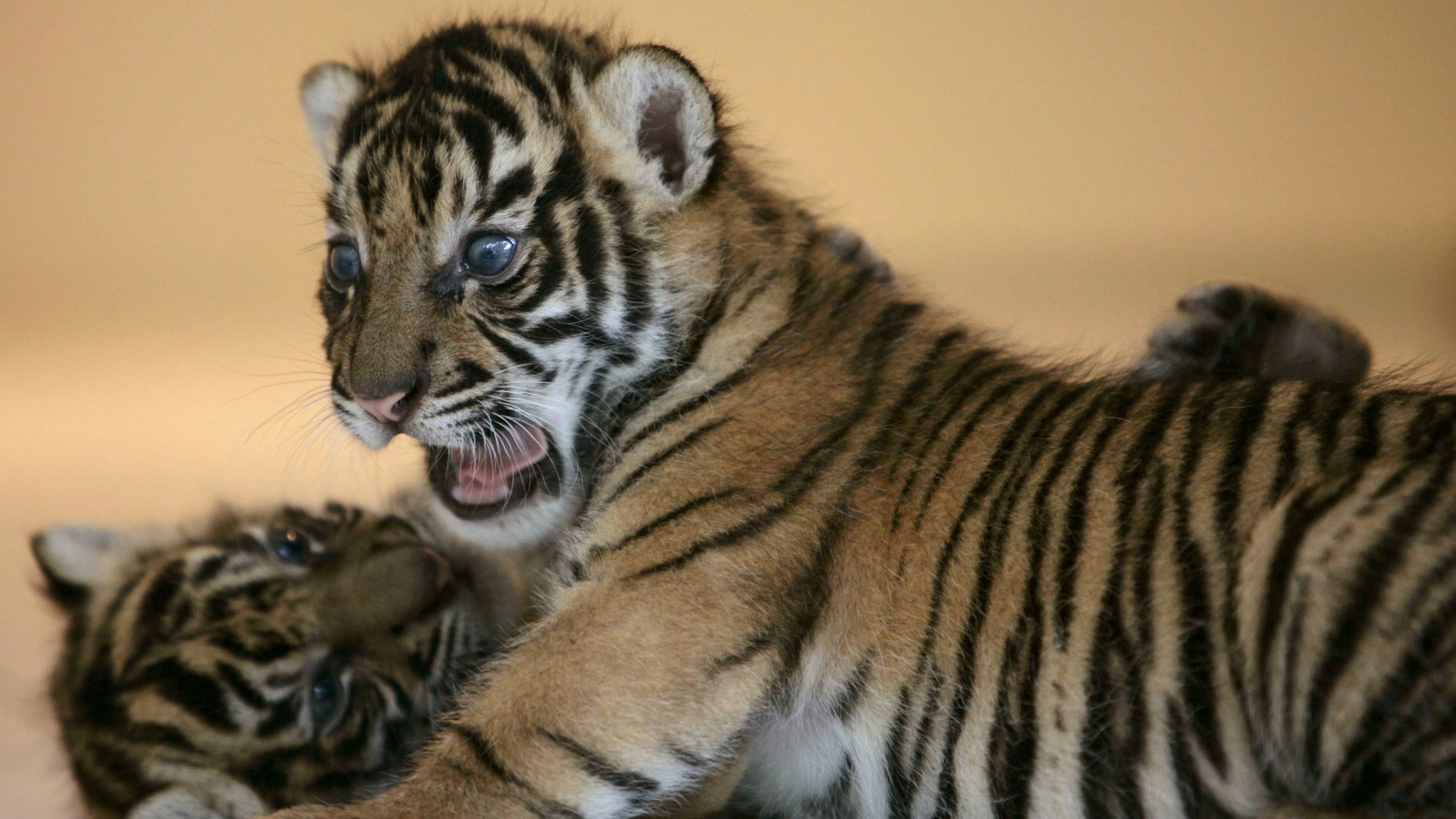 Zwei Sumatra-Tigerbabys beim Spiel.