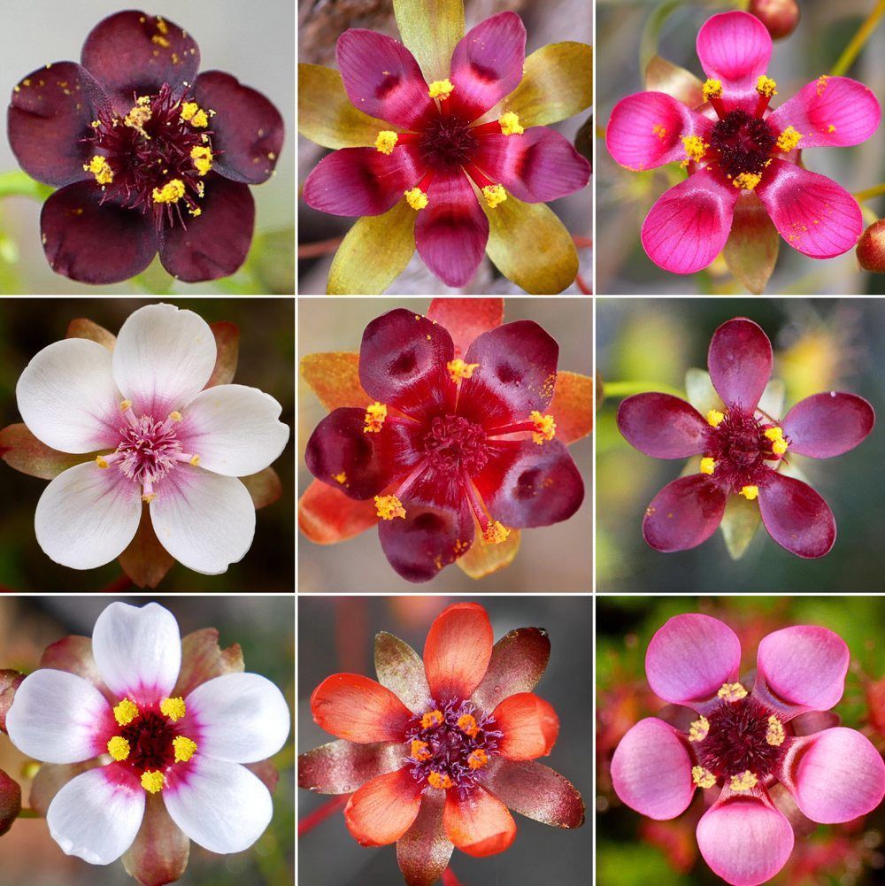 In neun Kacheln sind die Arten der fleischfressenden Pflanzen des Drosera microphylla Komplexes abfotografiert.