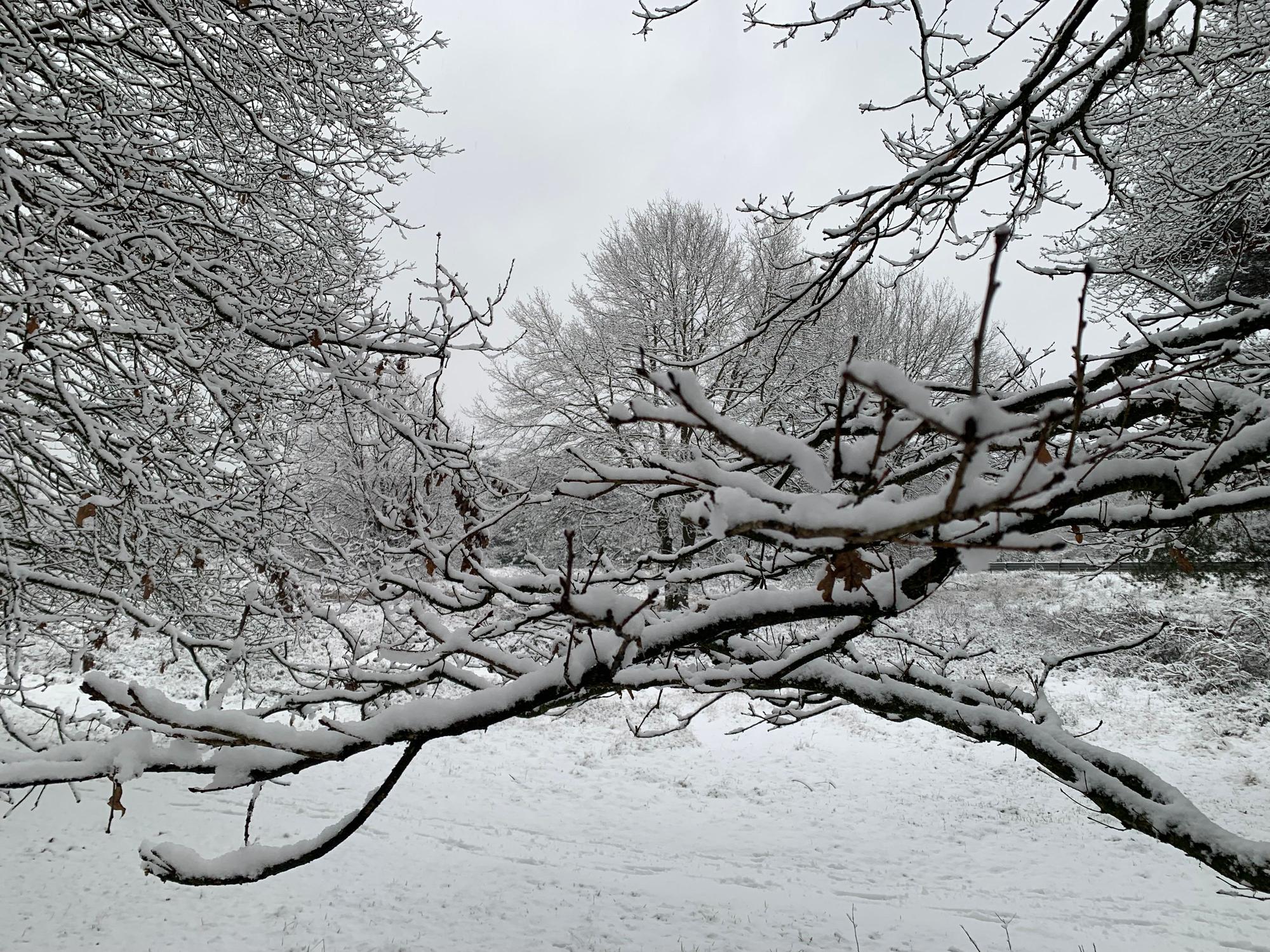 Schnee in der Wahner Heide