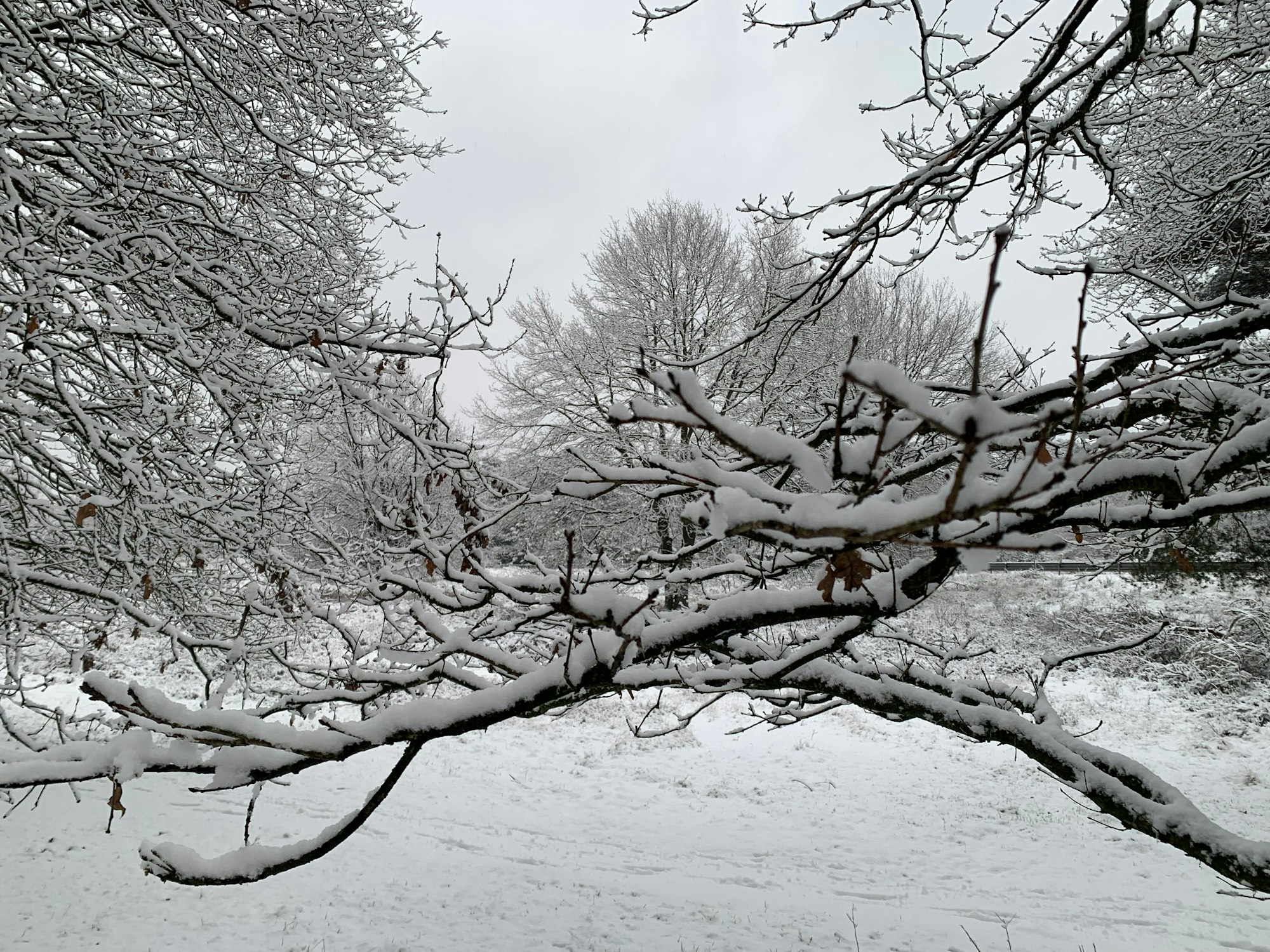 Schnee in der Wahner Heide