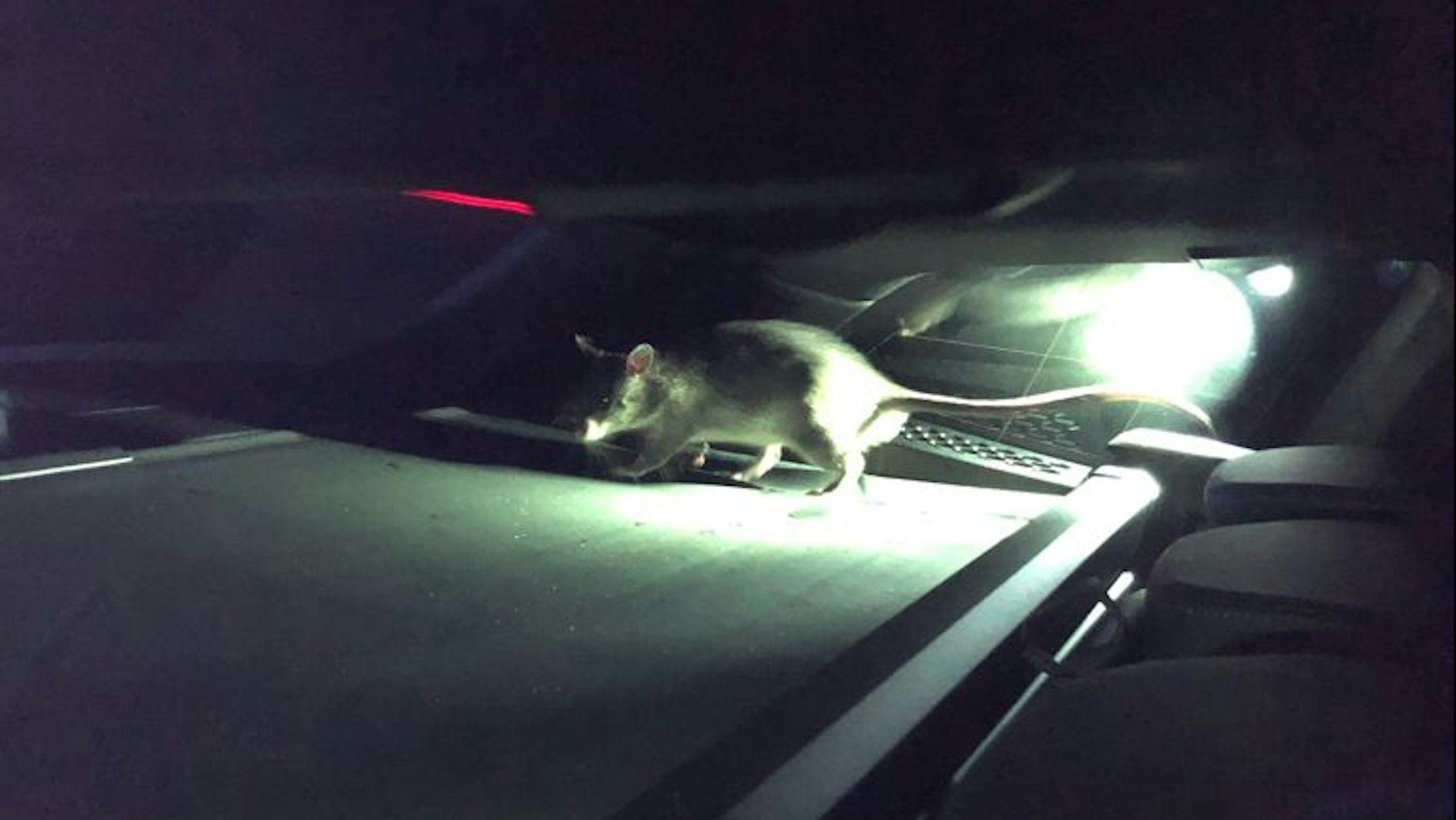 Eine Riesen-Ratte sitzt in einem Auto.