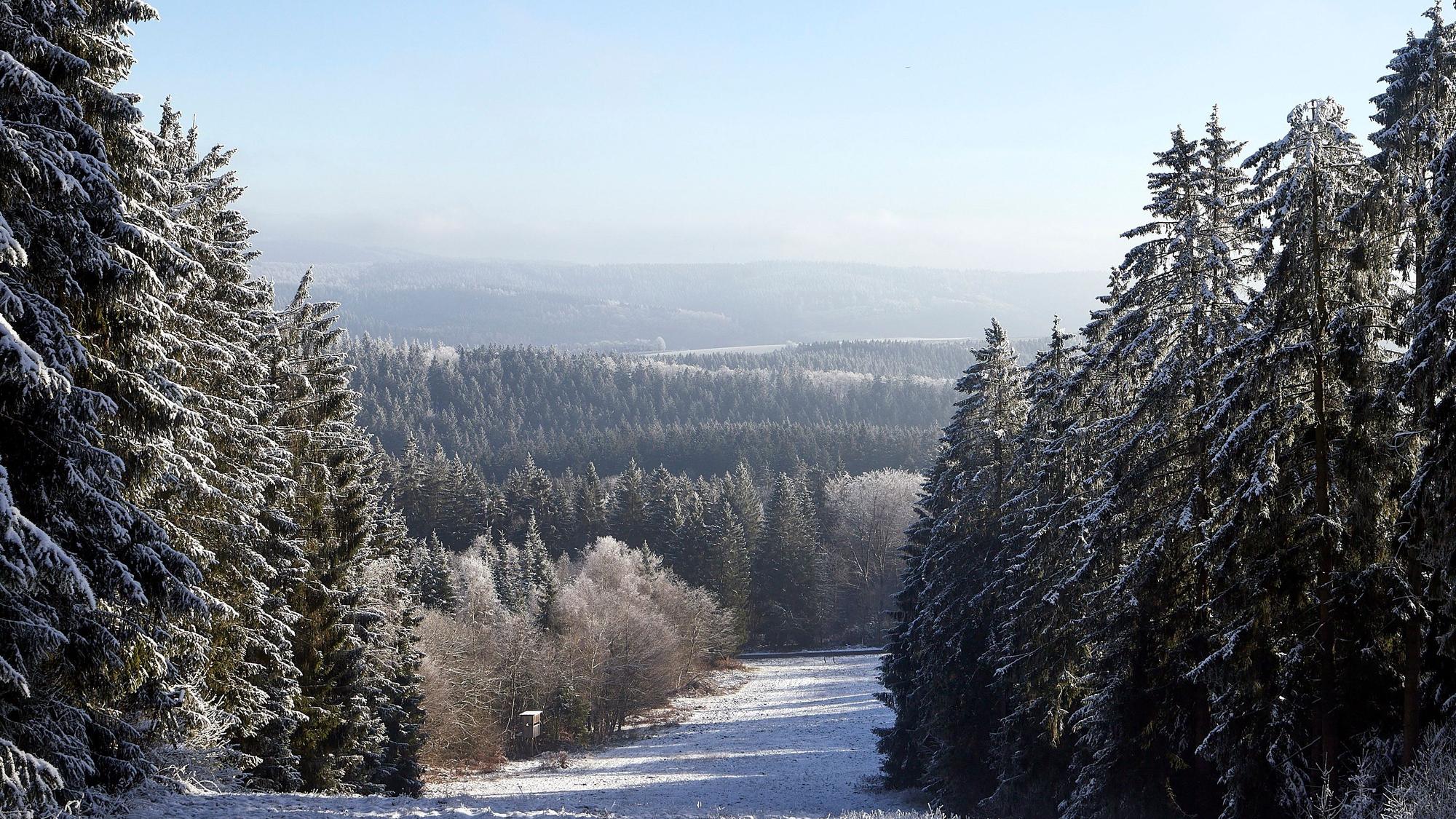 Dichte, hohe Tannen mit Schnee.
