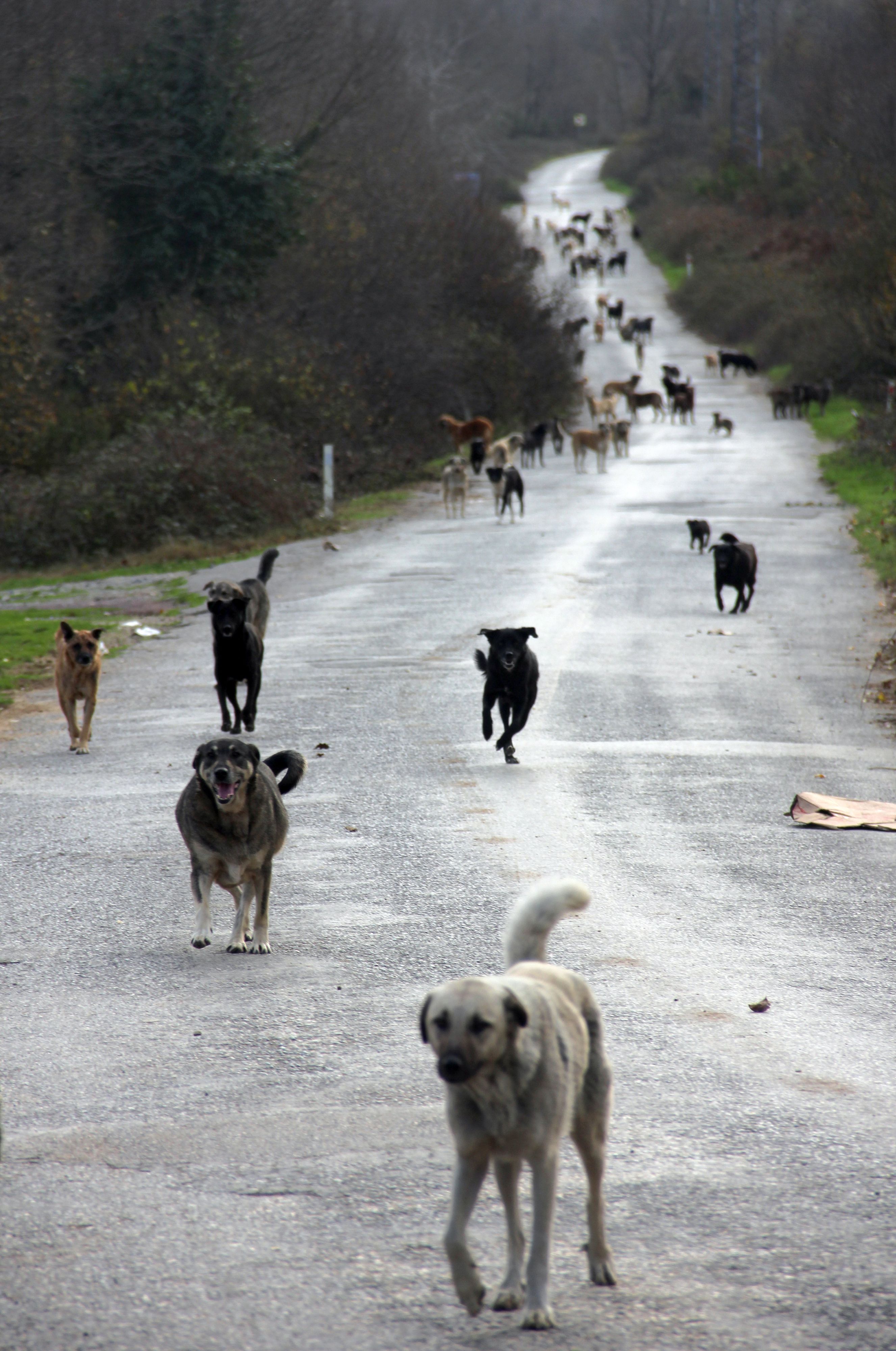 Hunde kommen im Beykoz-Wald auf Helfer mit Futter zugerannt. Die Tierfreunde von der Freiwilligen-Organisation "Huysuz Ihtiyar» füttern seit Jahren mehrmals die Woche in diesem Wald rund 1200 Hunde mit bis zu zwei Tonnen selbstgekochtem Futter. Sie halten an mehr als 20 Futterstellen und hupen dort. Dann brechen regelmäßig Dutzende Hunde aus dem Unterholz, um zu fressen und sich streicheln zu lassen.