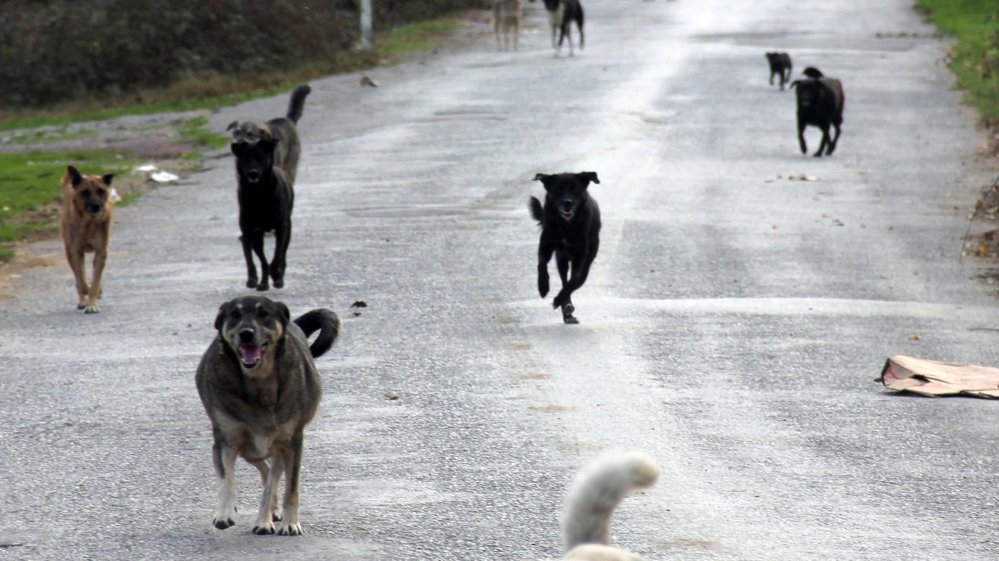 Hunde kommen im Beykoz-Wald auf Helfer mit Futter zugerannt. Die Tierfreunde von der Freiwilligen-Organisation "Huysuz Ihtiyar» füttern seit Jahren mehrmals die Woche in diesem Wald rund 1200 Hunde mit bis zu zwei Tonnen selbstgekochtem Futter. Sie halten an mehr als 20 Futterstellen und hupen dort. Dann brechen regelmäßig Dutzende Hunde aus dem Unterholz, um zu fressen und sich streicheln zu lassen.