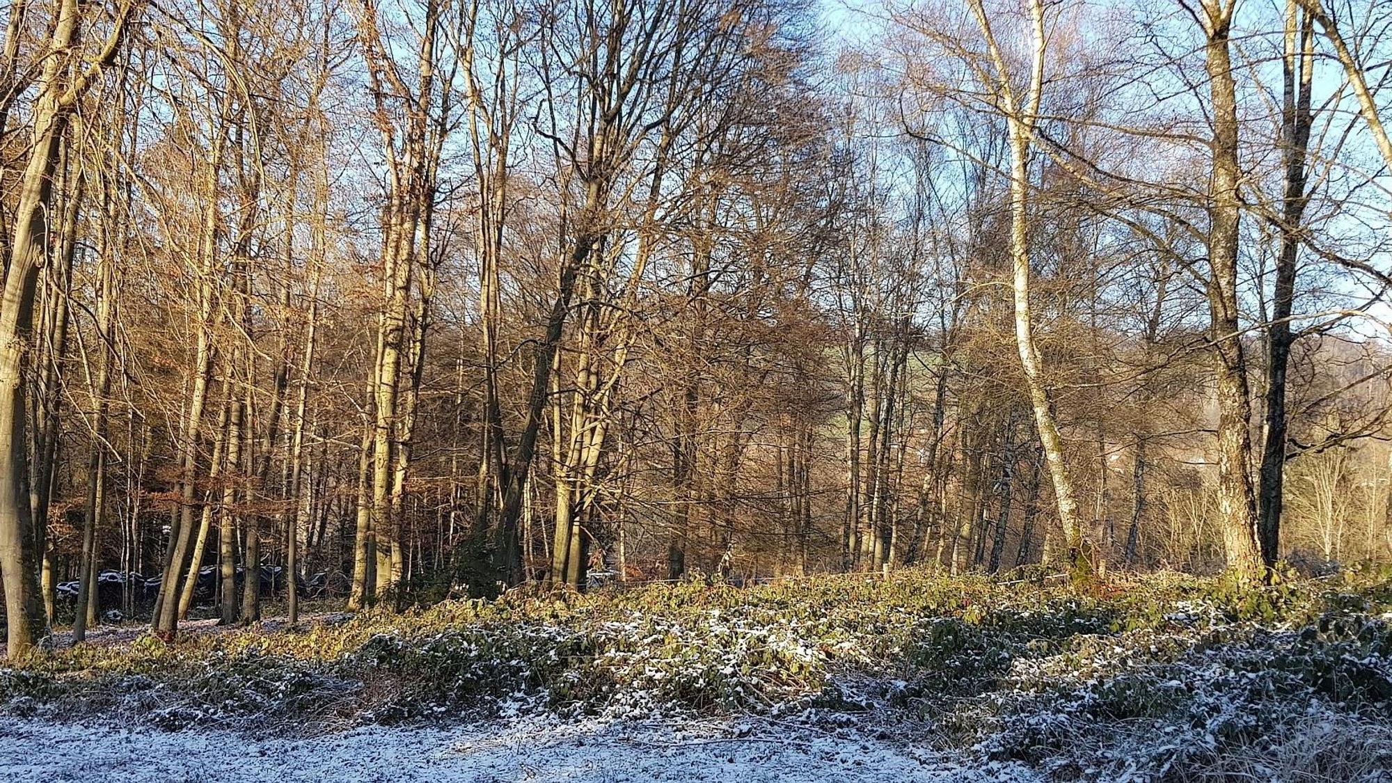 Buchenwald bei Buschhausen.