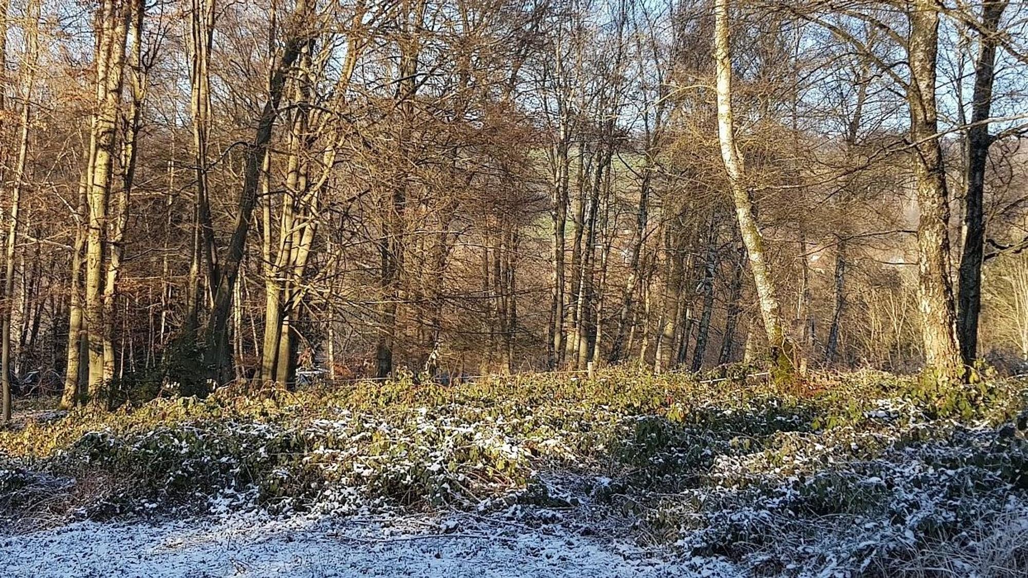 Der Wald mit Buchen bei Buschhausen in der Gemeinde Engelskirchen.