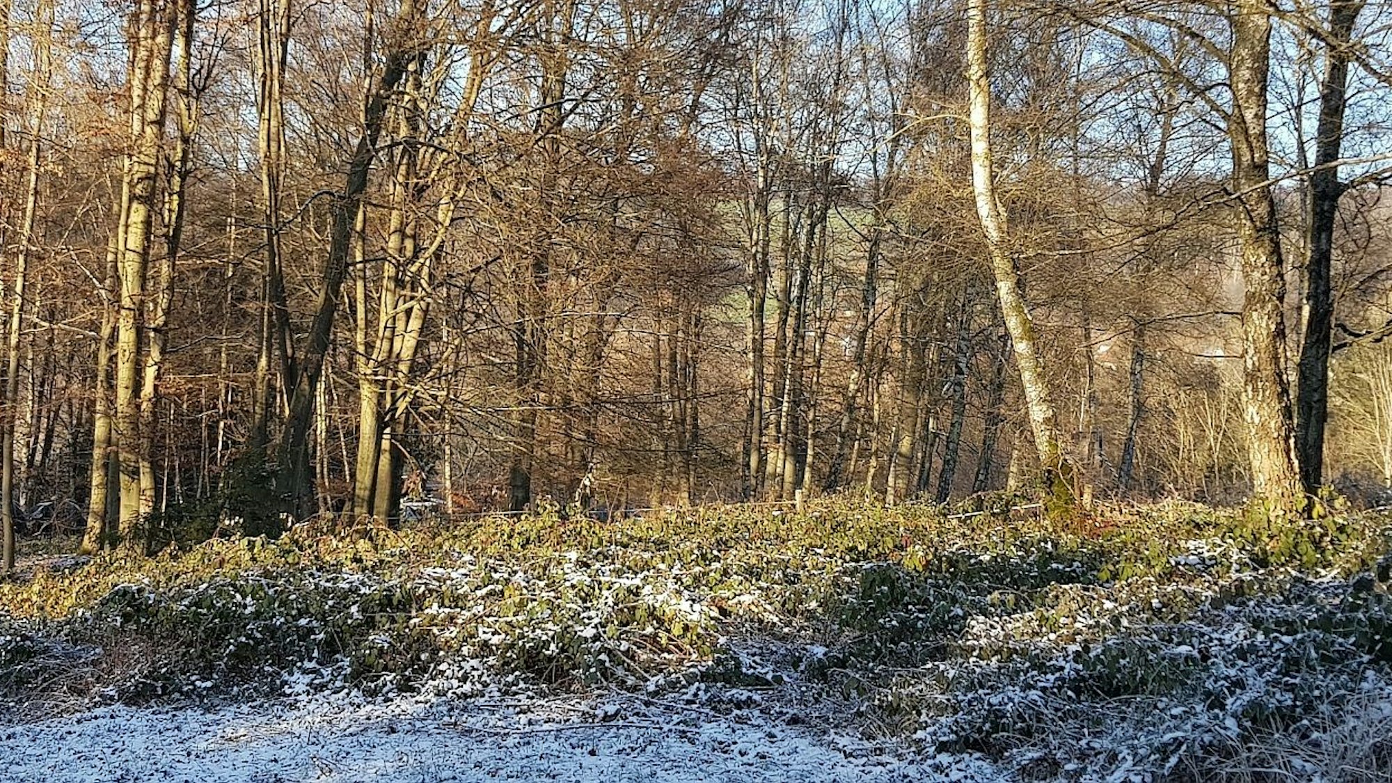 Der Wald mit Buchen bei Buschhausen in der Gemeinde Engelskirchen.