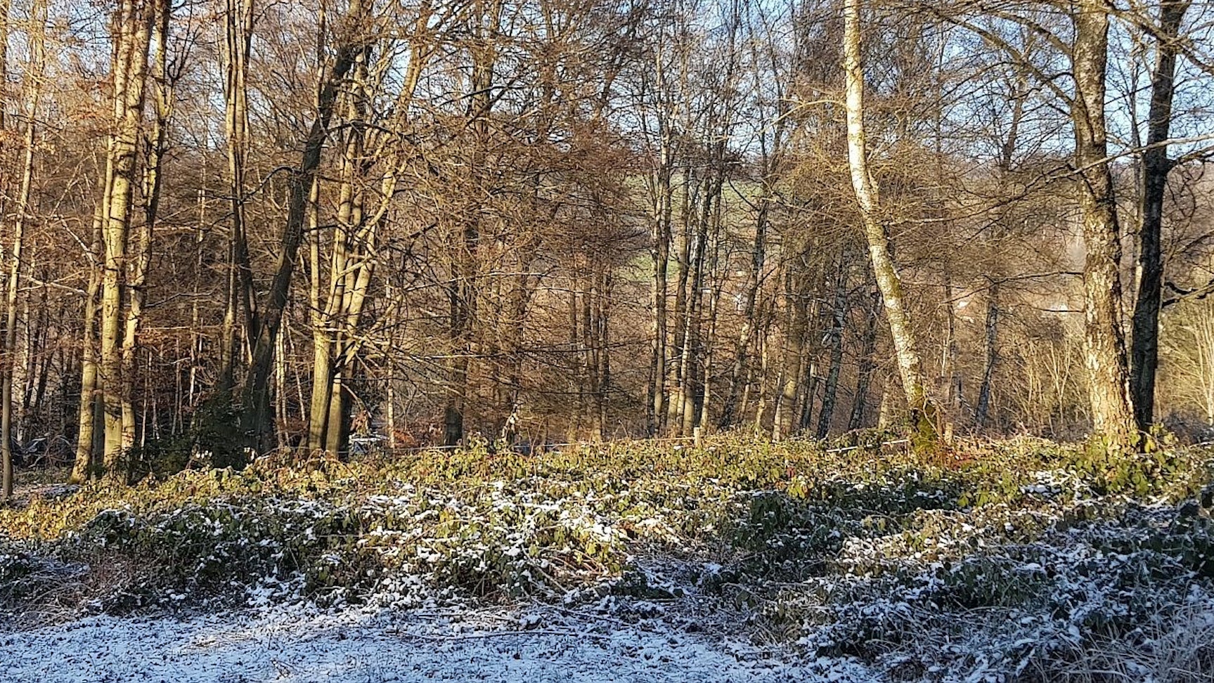 Der Wald mit Buchen bei Buschhausen in der Gemeinde Engelskirchen.