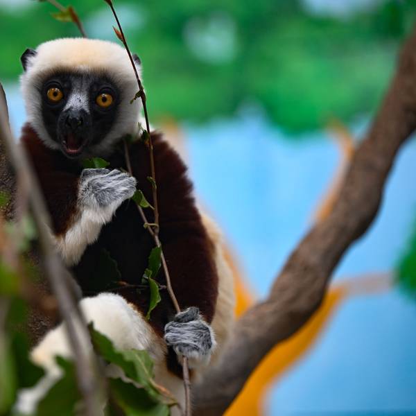 Nur noch 200 Tiere gibt es von den Coquerel-Sifakas auf Madagaskar. Sie können aus dem Stand mehr als zwei Meter senkrecht in die Luft springen. Der Kölner Zoo ist einer von drei europäischen Zoos, die diese hochempfindlichen Futterspezialisten halten. Eines der weiß und dunkelbraun gezeichnete Tiere sitzt in einer Astgabel und betrachtet den Fotografierenden.