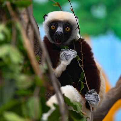 Nur noch 200 Tiere gibt es von den Coquerel-Sifakas auf Madagaskar. Sie können aus dem Stand mehr als zwei Meter senkrecht in die Luft springen. Der Kölner Zoo ist einer von drei europäischen Zoos, die diese hochempfindlichen Futterspezialisten halten. Eines der weiß und dunkelbraun gezeichnete Tiere sitzt in einer Astgabel und betrachtet den Fotografierenden.