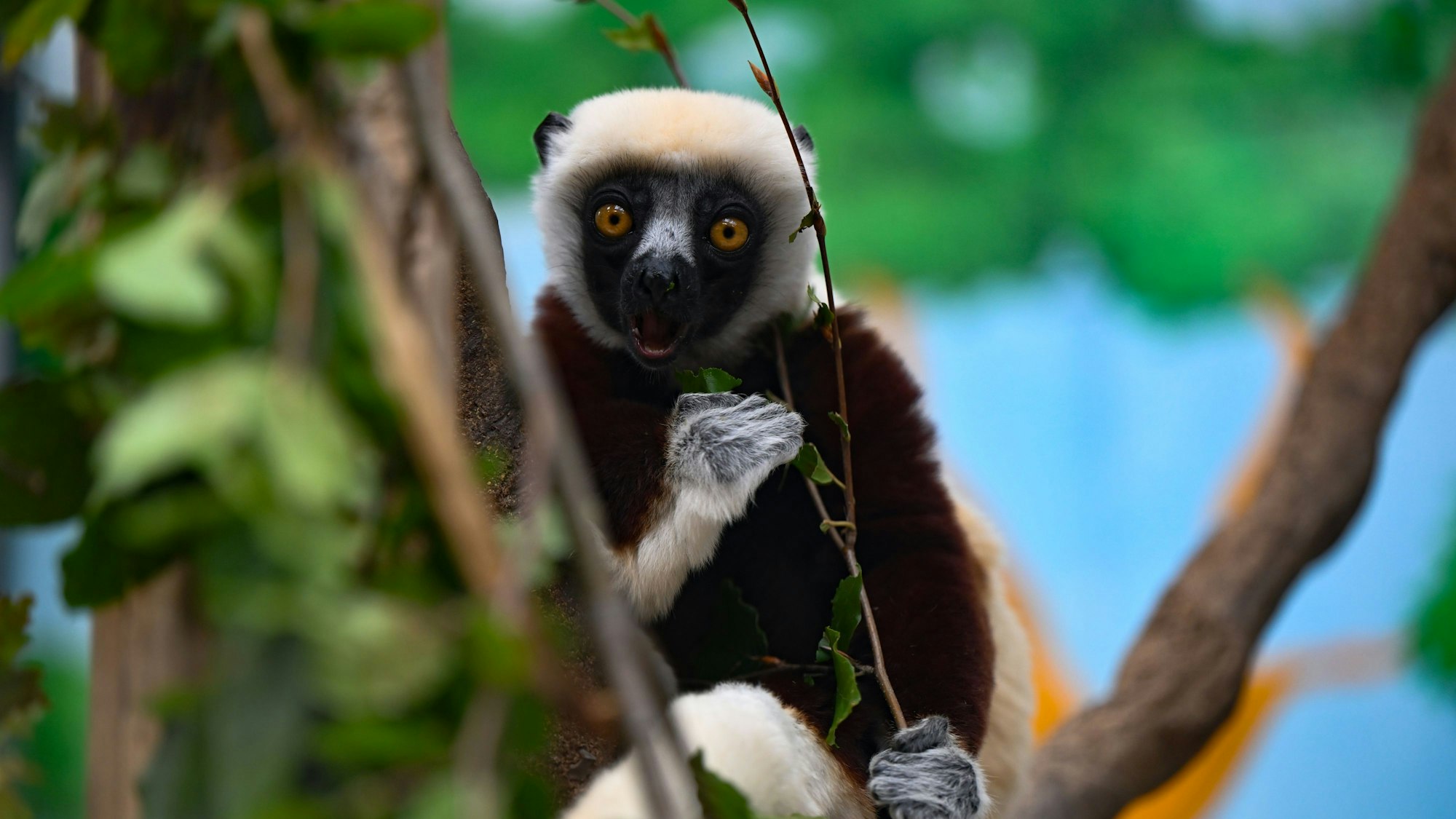 Nur noch 200 Tiere gibt es von den Coquerel-Sifakas auf Madagaskar. Sie können aus dem Stand mehr als zwei Meter senkrecht in die Luft springen. Der Kölner Zoo ist einer von drei europäischen Zoos, die diese hochempfindlichen Futterspezialisten halten. Eines der weiß und dunkelbraun gezeichnete Tiere sitzt in einer Astgabel und betrachtet den Fotografierenden.