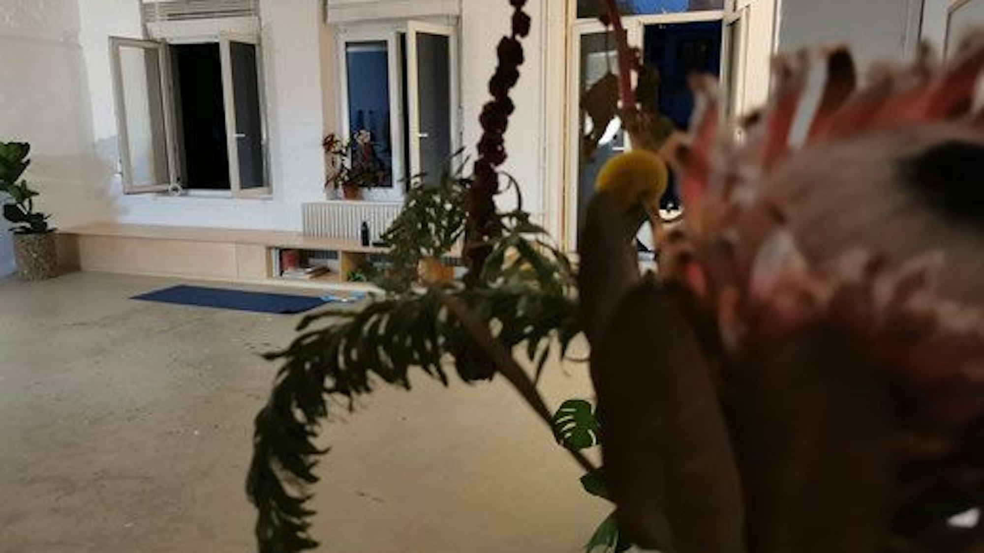 Blick in einen Yogaraum mit geöffneten Fenstern