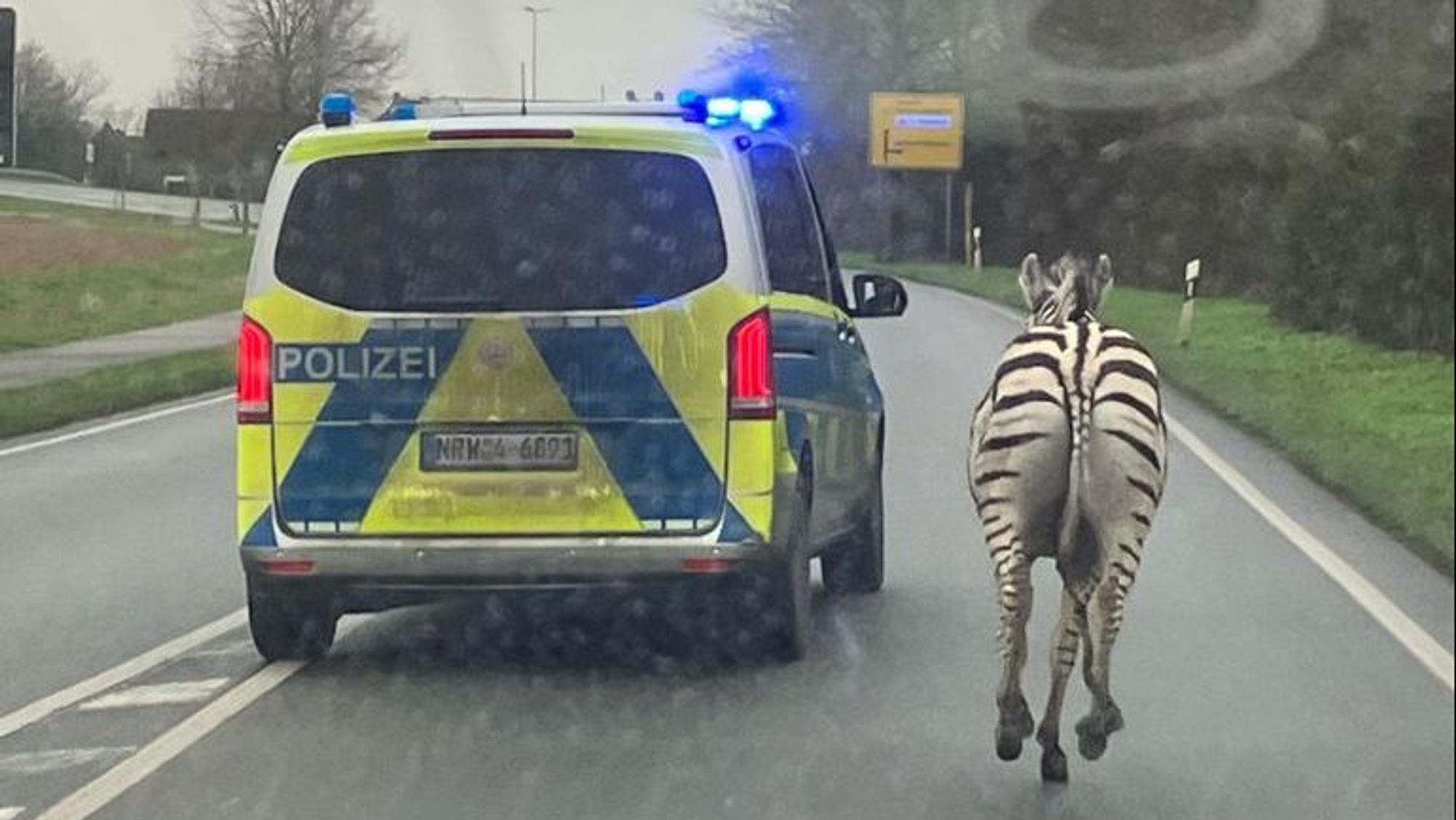 Man sieht ein Zebra auf einer Bundesstraße, neben ihm fährt ein Polizeiauto.