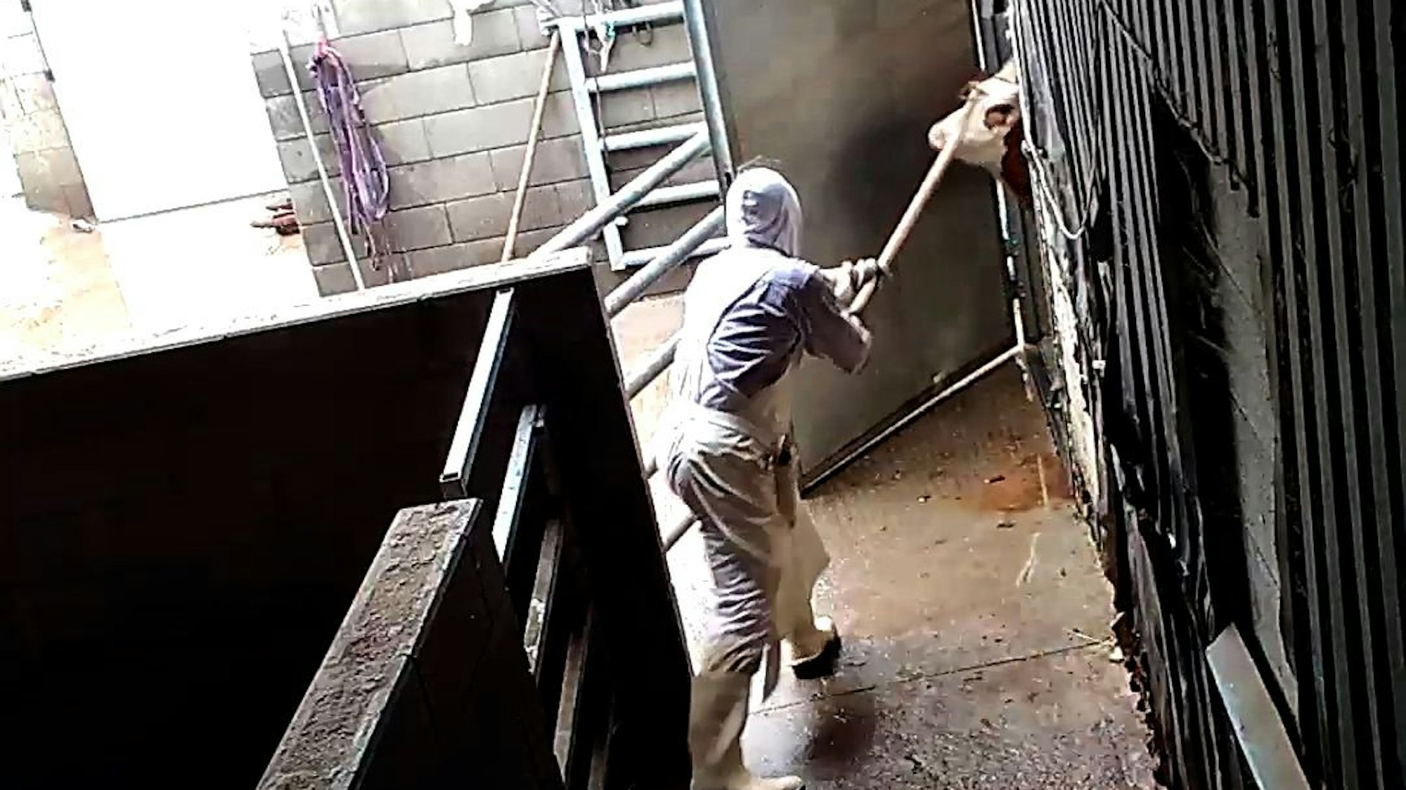 Auf dem Foto ist ein Schlachthof-Mitarbeiter zu sehen, der ein Rind gewaltsam mithilfe einer Mistgabel in den Schlachtraum zieht.