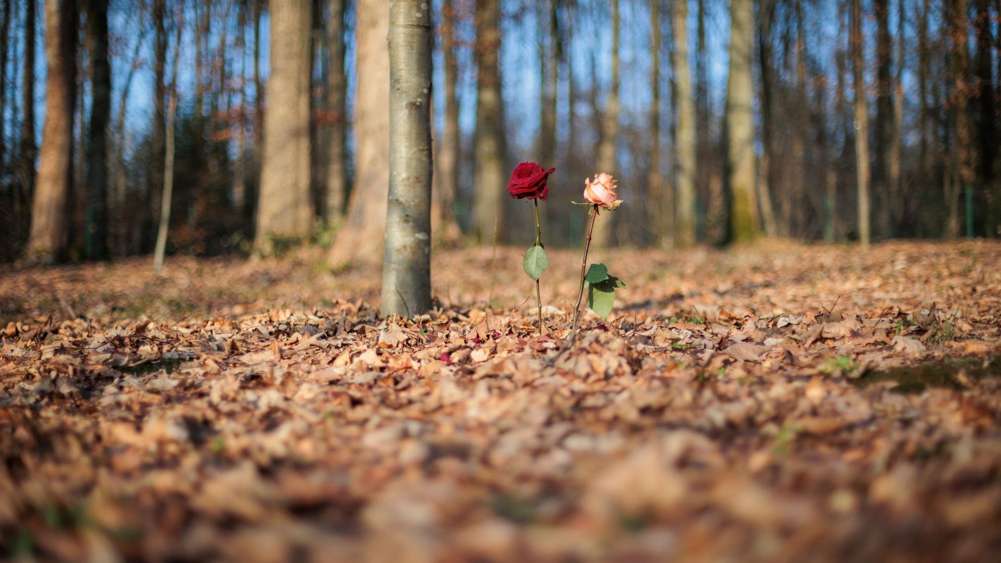 Zwei Rosen stecken im Waldboden.