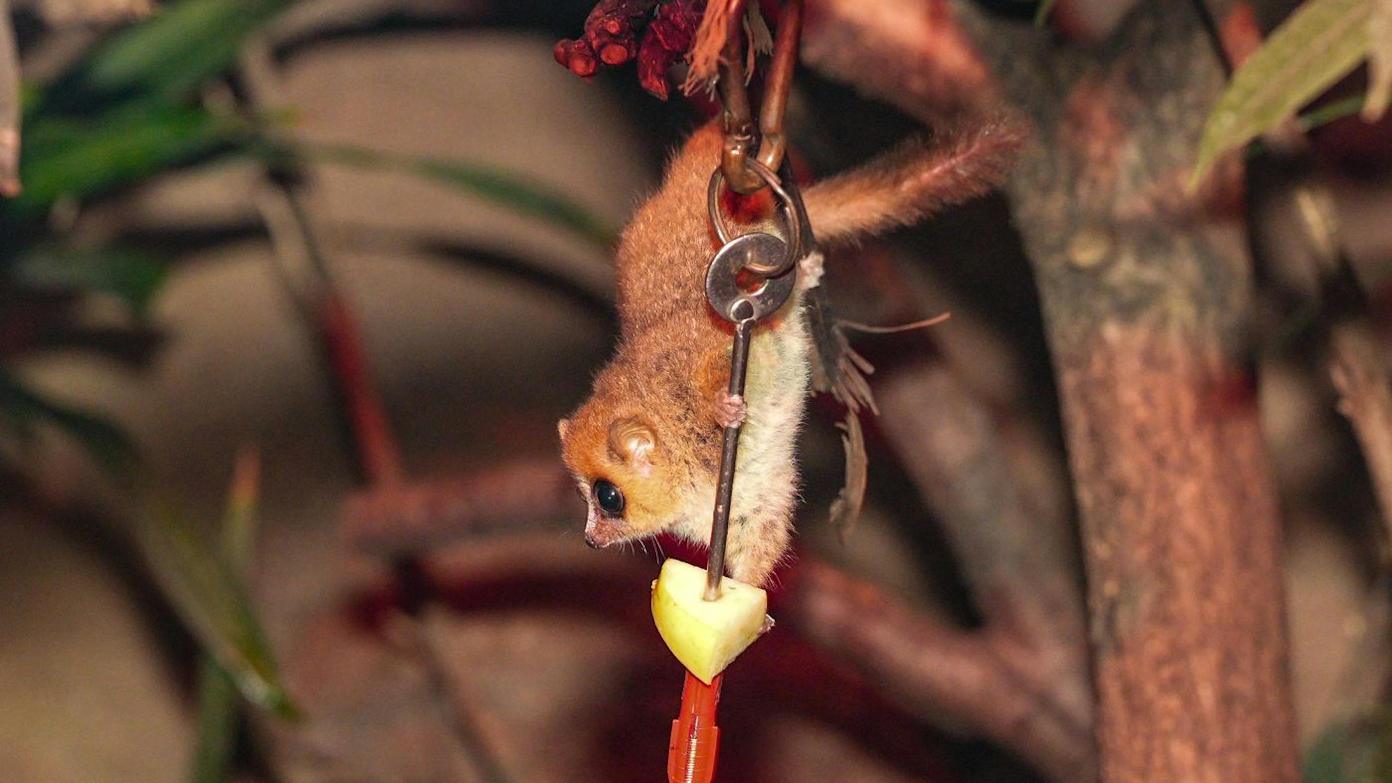 Im Oktober 2022 wurde ein erstes Mausmaki-Jungtier im Kölner Zoo geboren. Auch diese nachtaktive Art ist bedroht. Ein hellbrauner Mausmaki hängt kopfüber an einem dünnen Stahlseil, an dem ein Apfelstück befestigt ist.