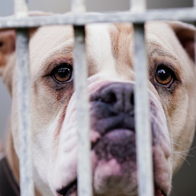 Eine Old English Bulldog steht im Tierheim Ludwigshafen hinter dem Gitter ihres Käfigs.